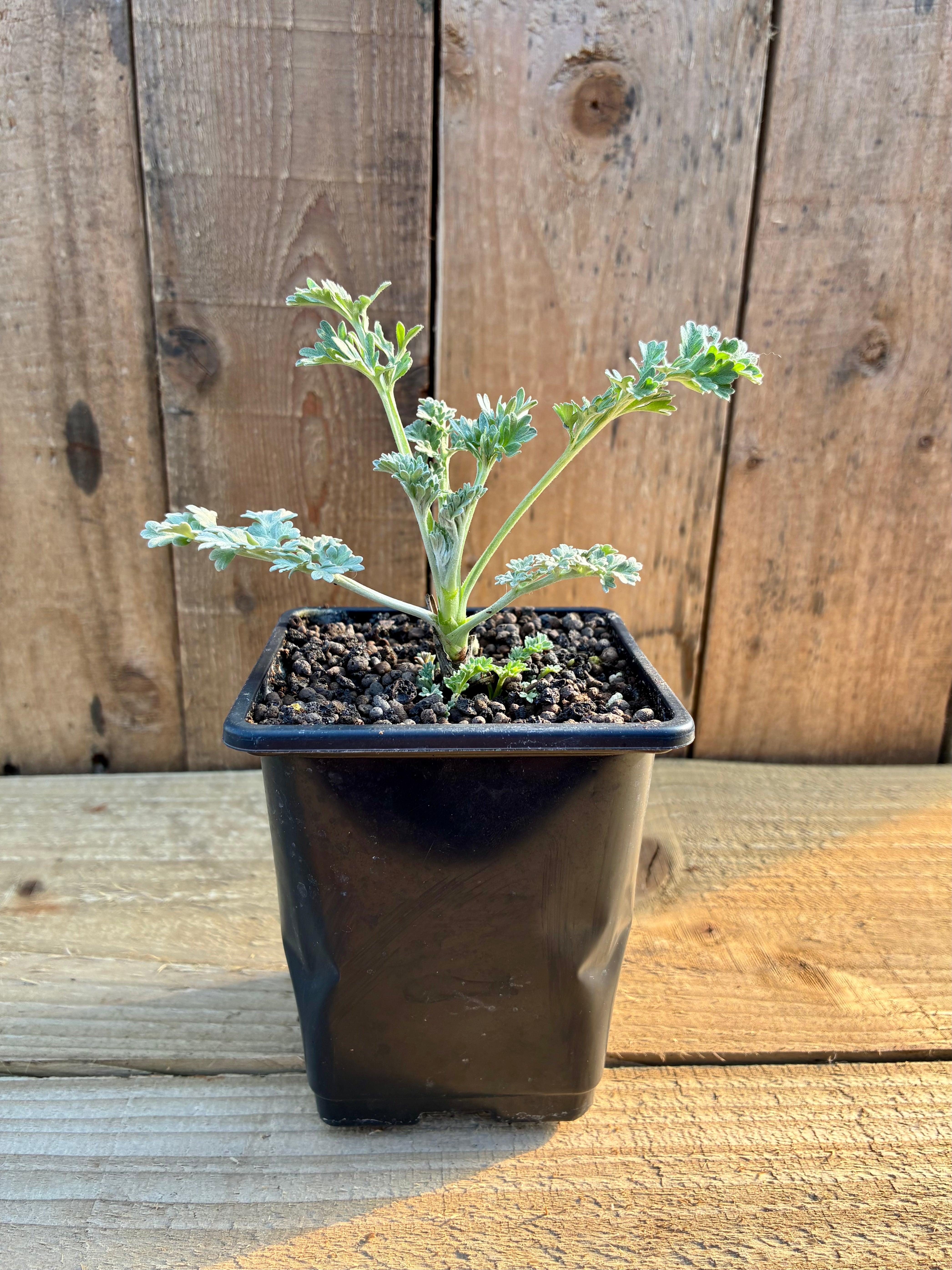 Wormwood Plant – Bitter Digestive Herb