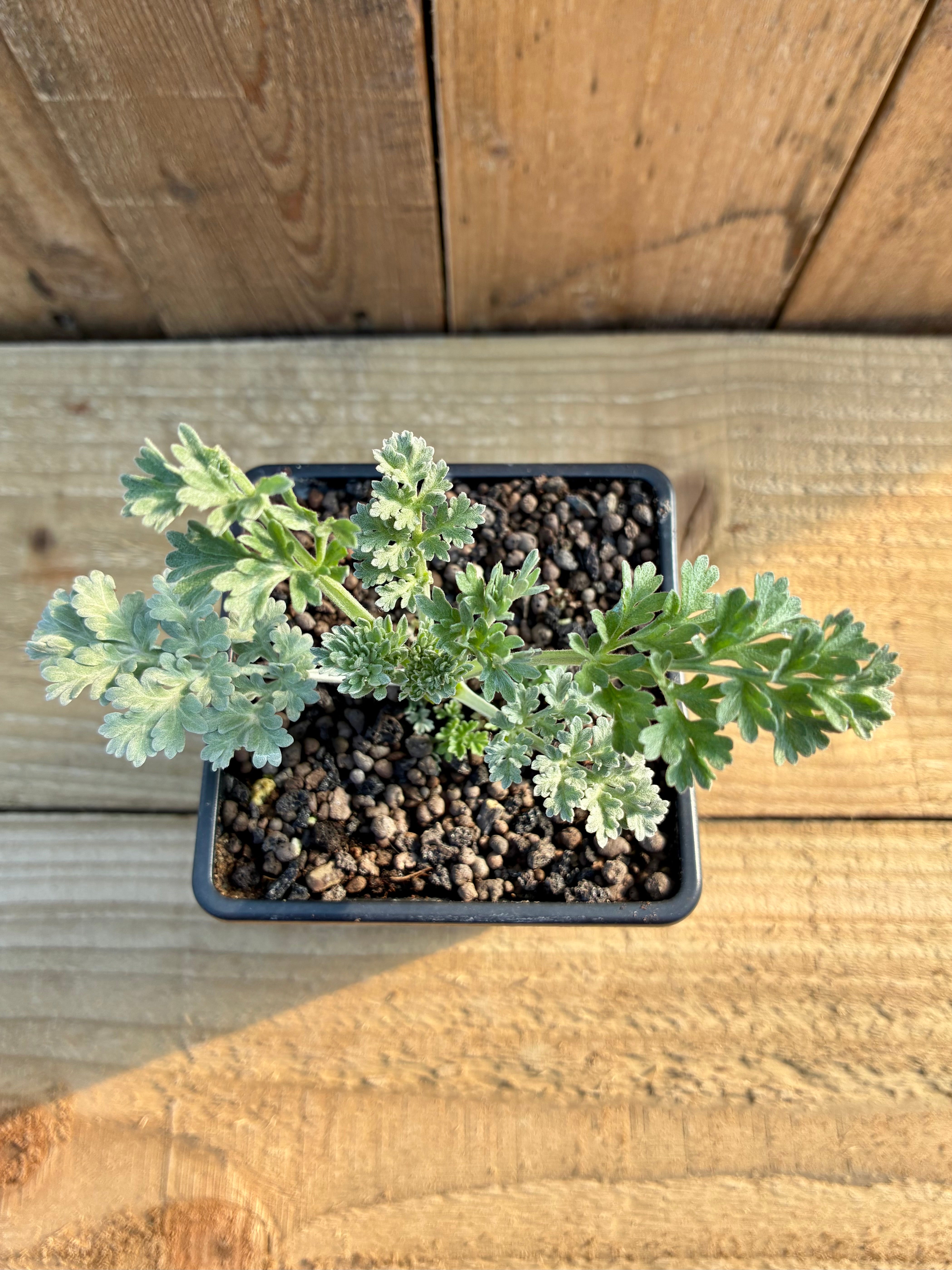 Wormwood Plant – Bitter Digestive Herb