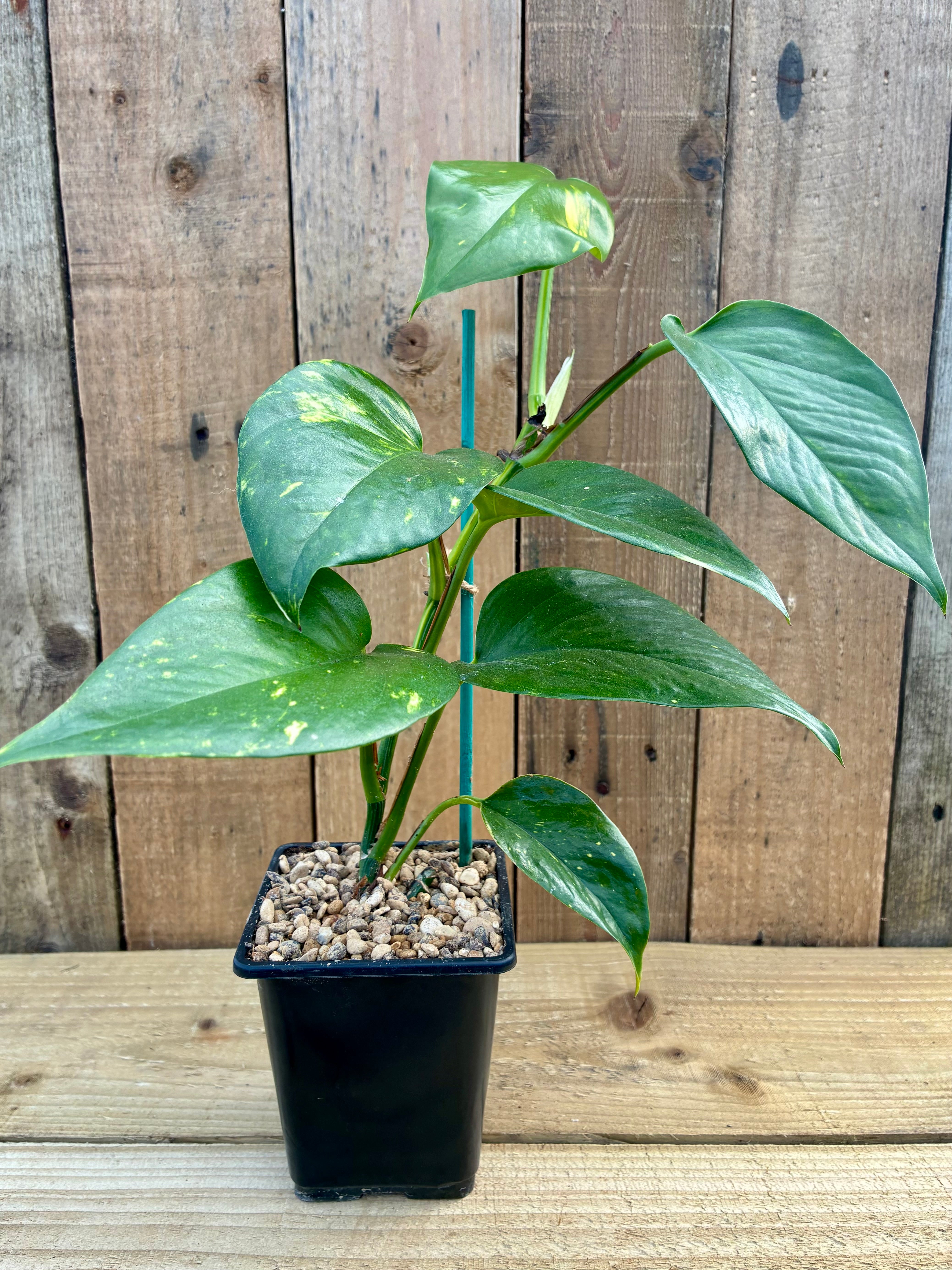 Devil’s Ivy – Resilient Houseplant for Protection & Vitality