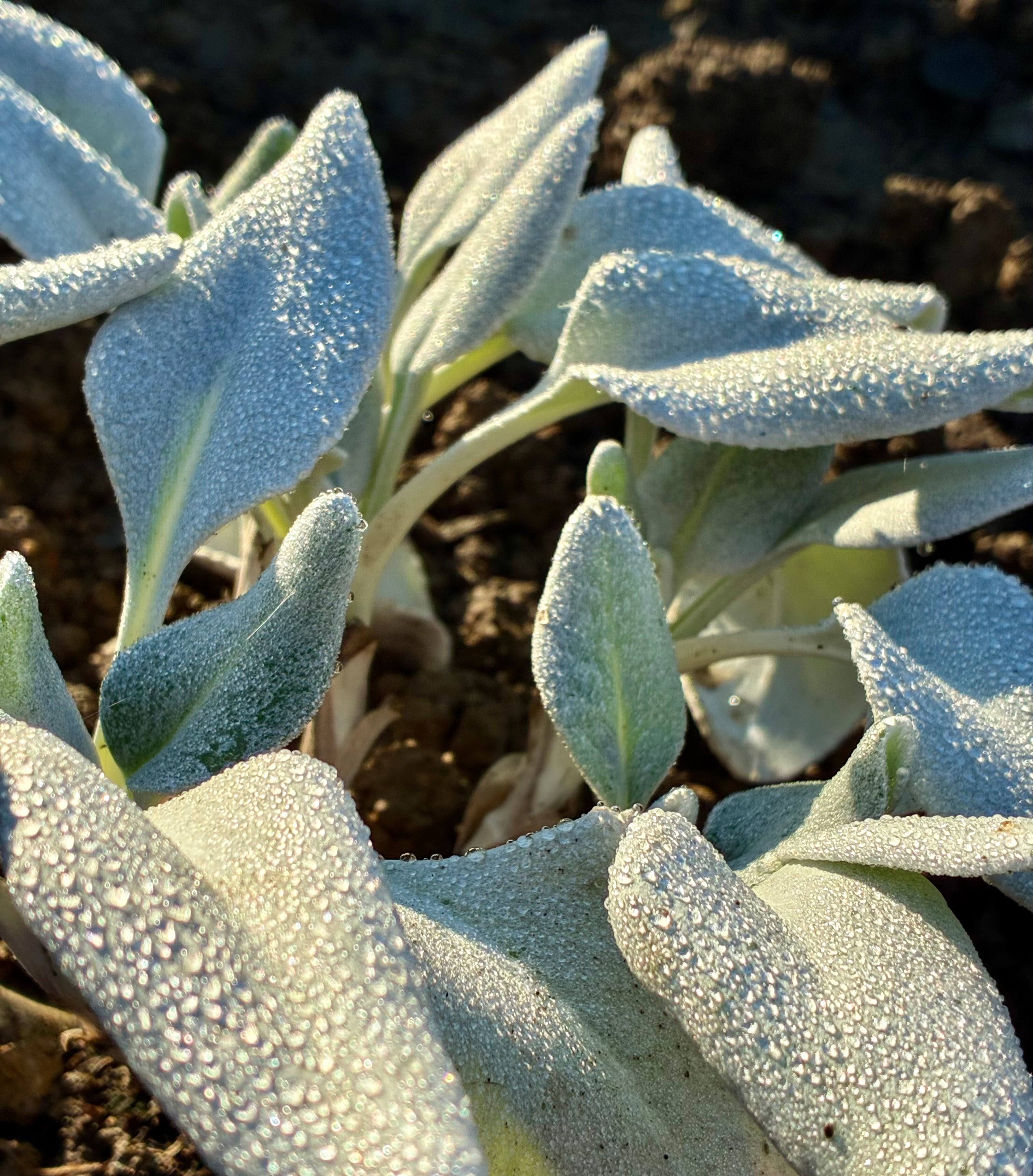 Angel Wings – Silvery Foliage Garden Plant