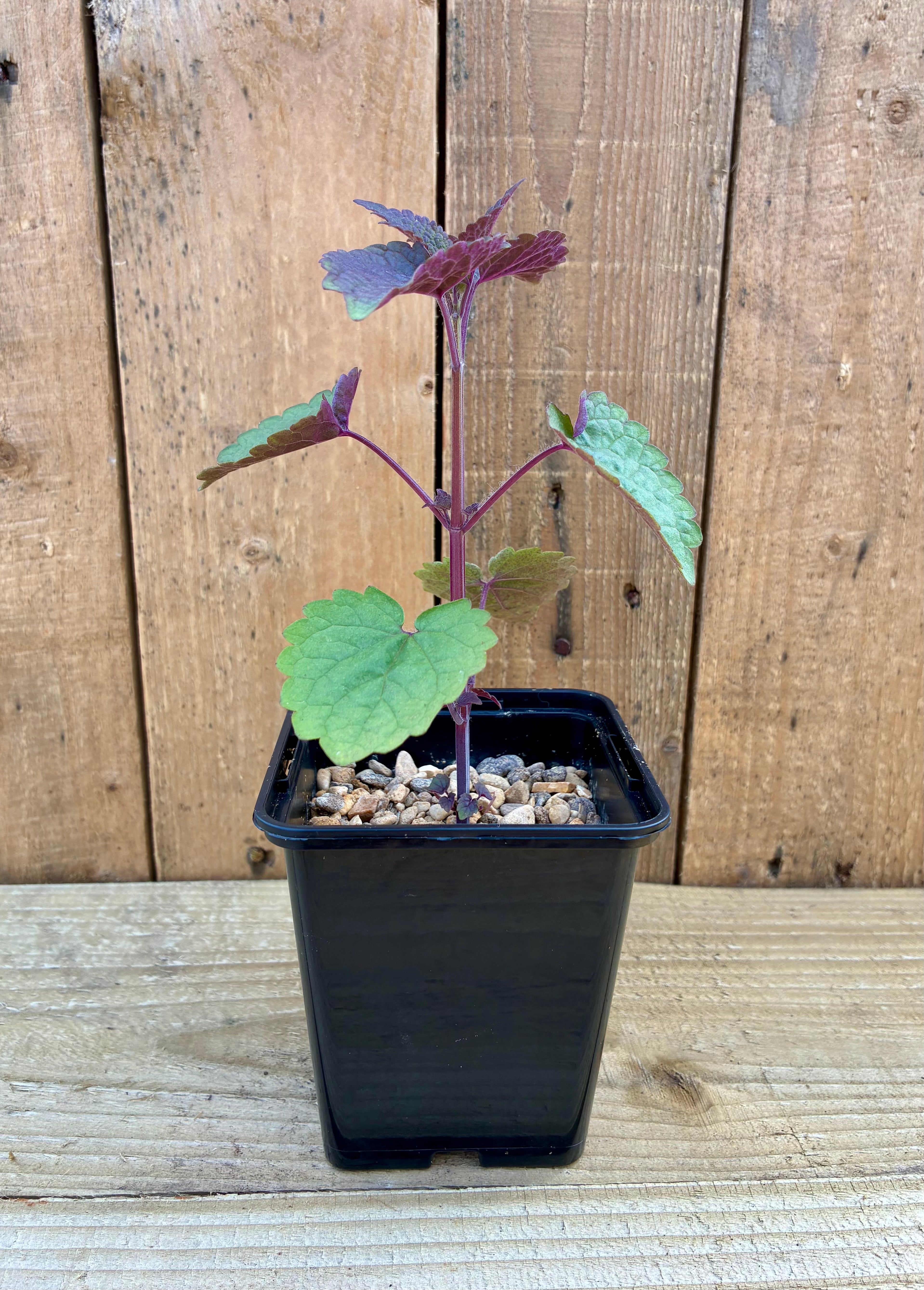 Licorice Mint – Calming & Aromatic Herb