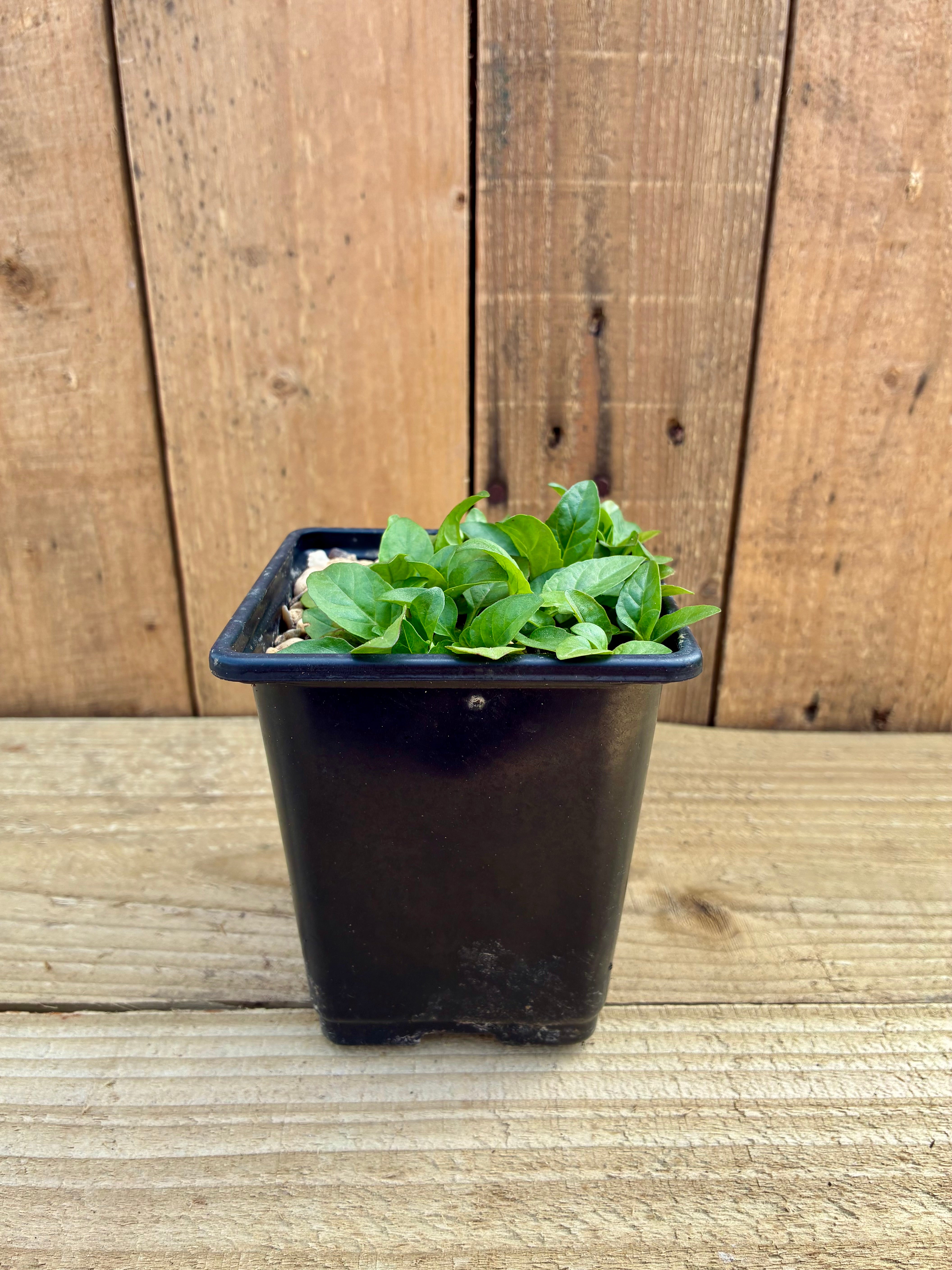 Selfheal – Wildlife Friendly Groundcover Herb