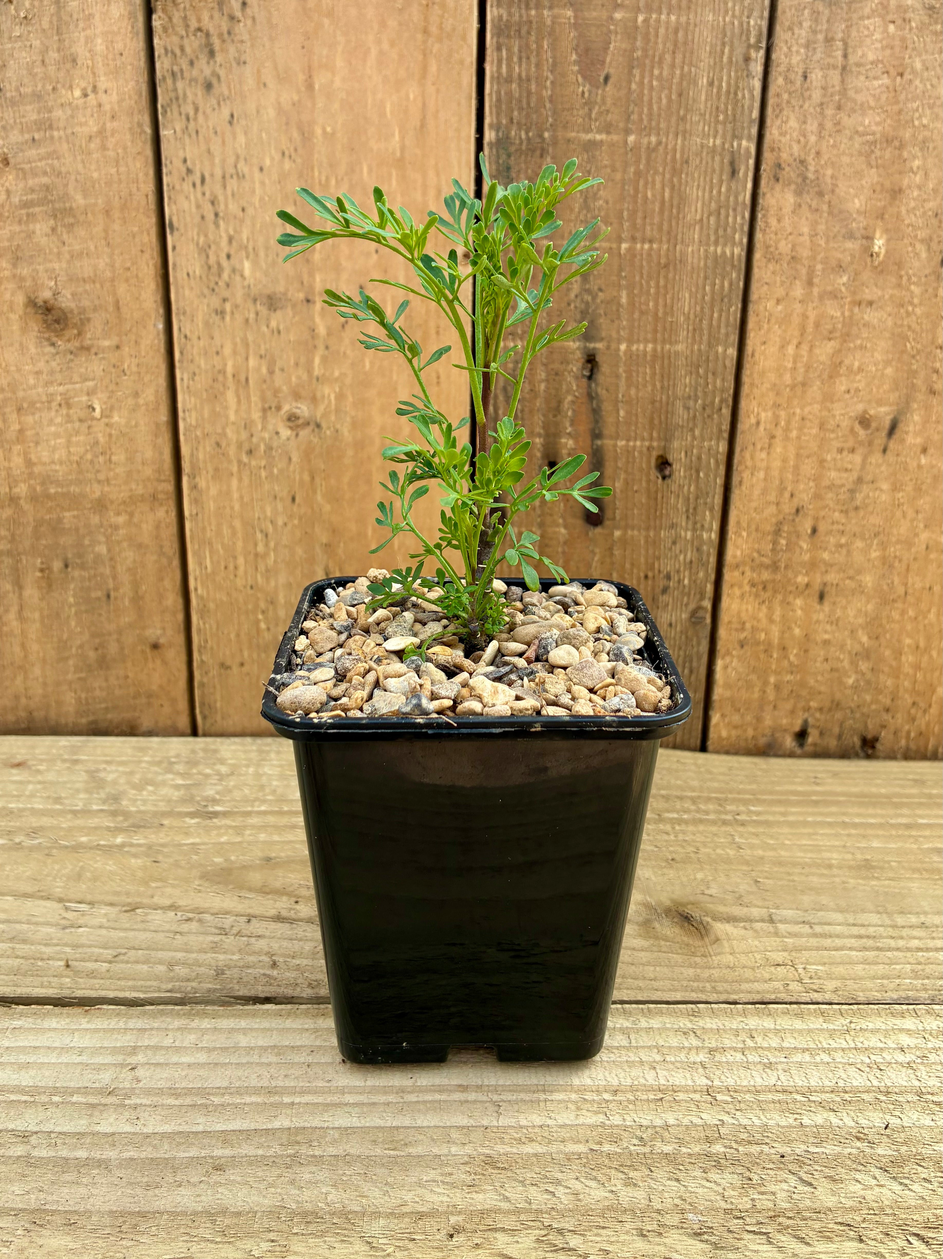 Rue – Aromatic and Ancient Herb