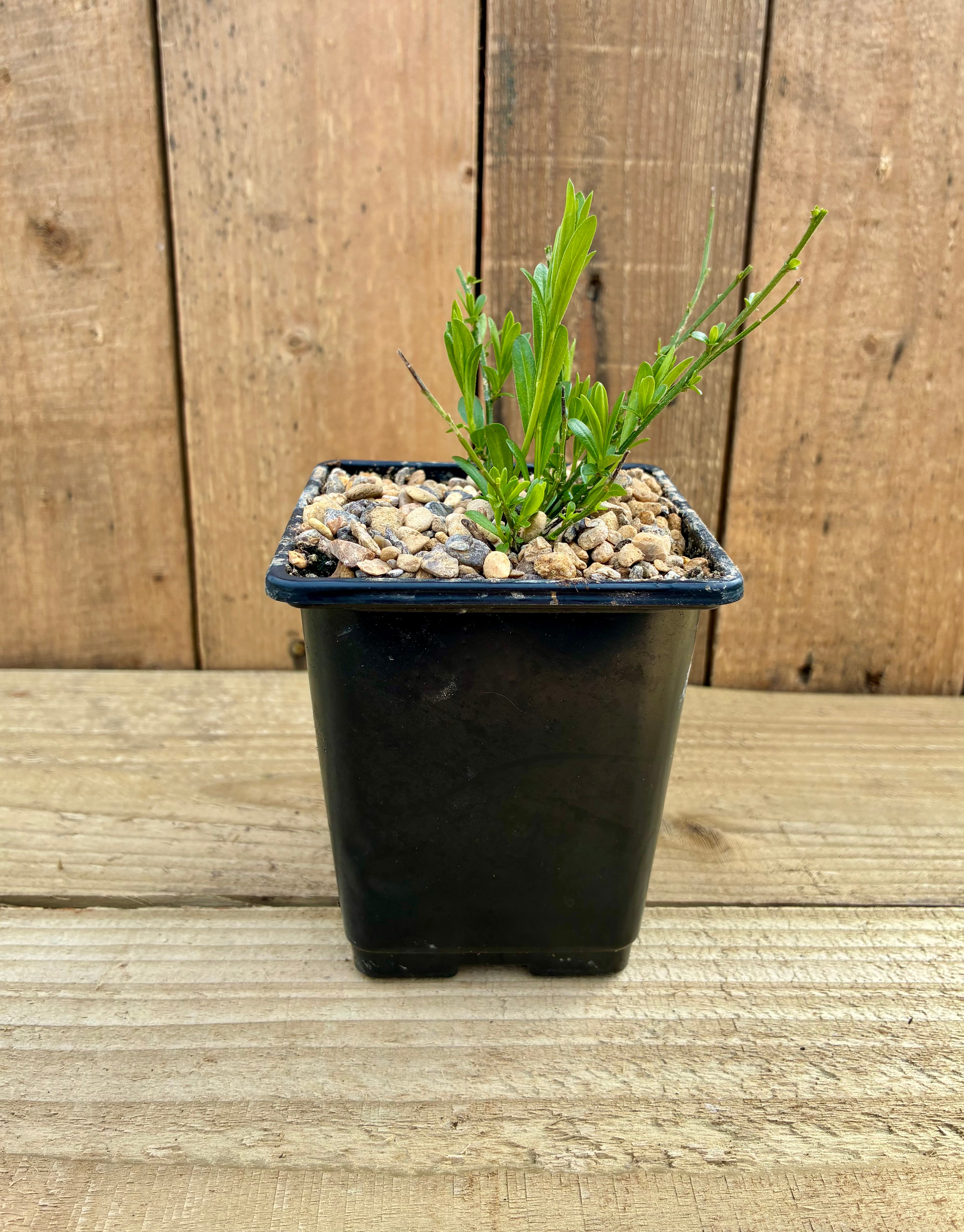 Dyer’s Greenweed – Hardy Shrub with Brilliant Yellow Dye Flowers