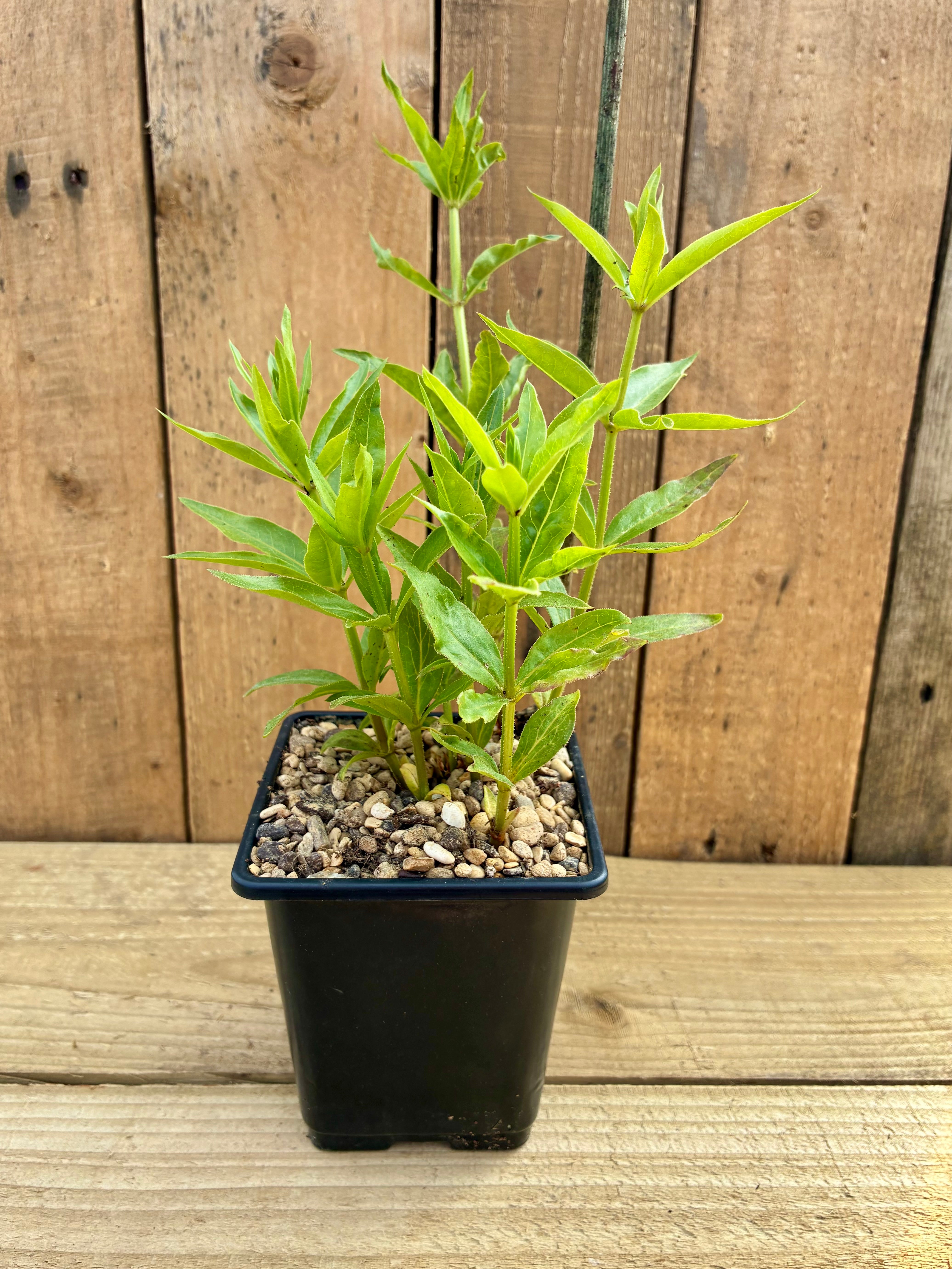 Madder – Traditional Red Dye Plant