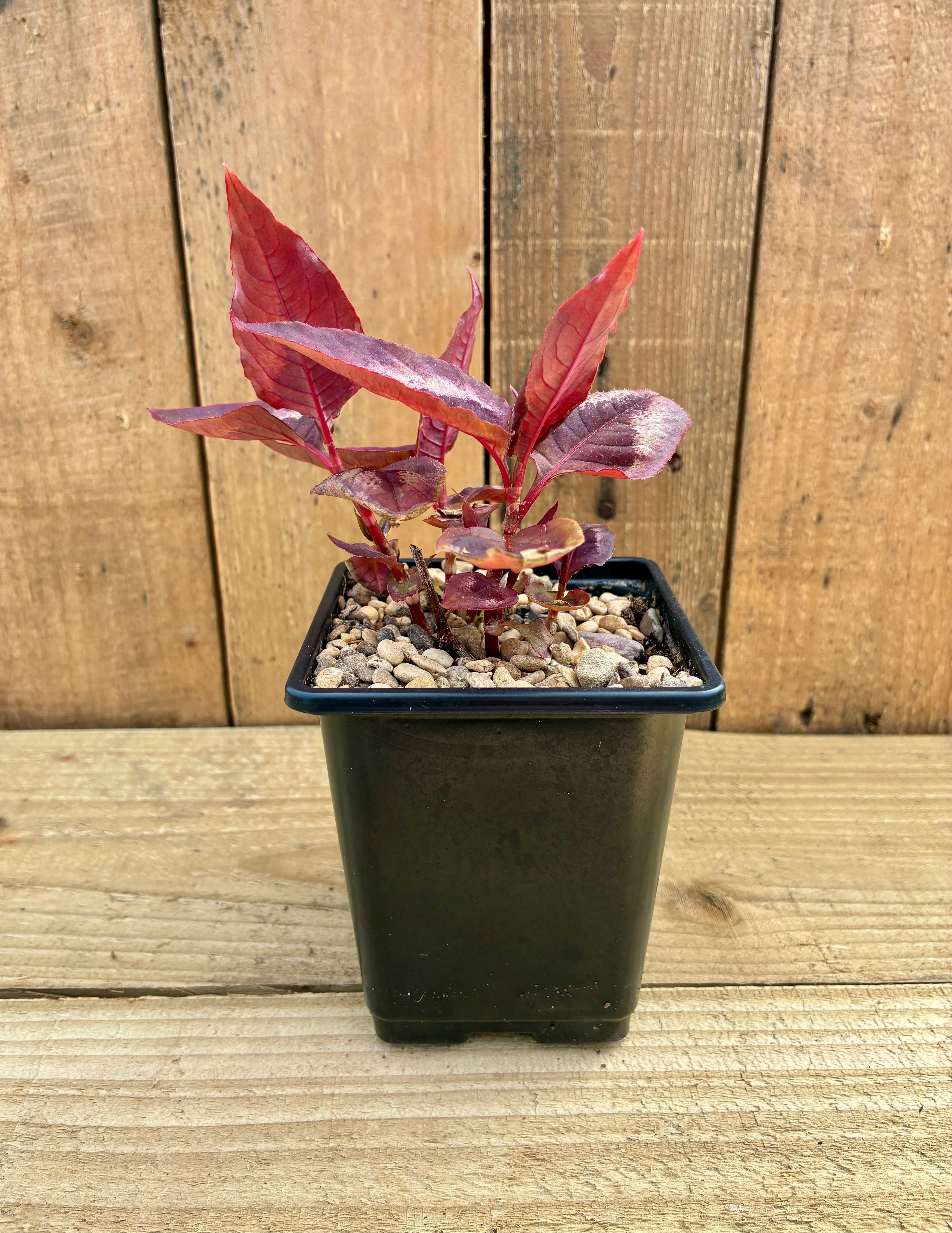 Persicaria – Striking Foliage Plant for Colourful Borders