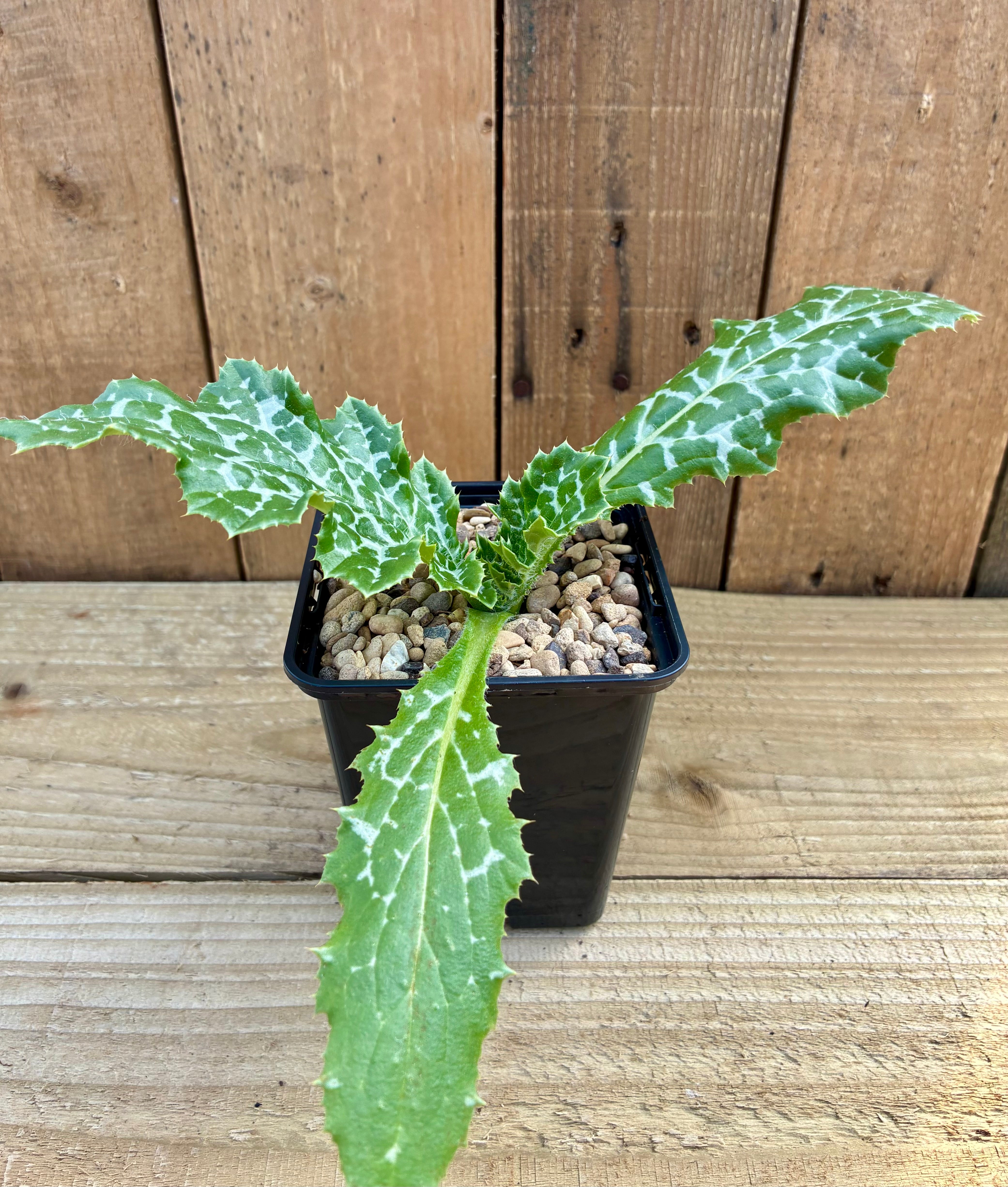 Milk Thistle – Traditional Spiny Biennial of the Apothecary