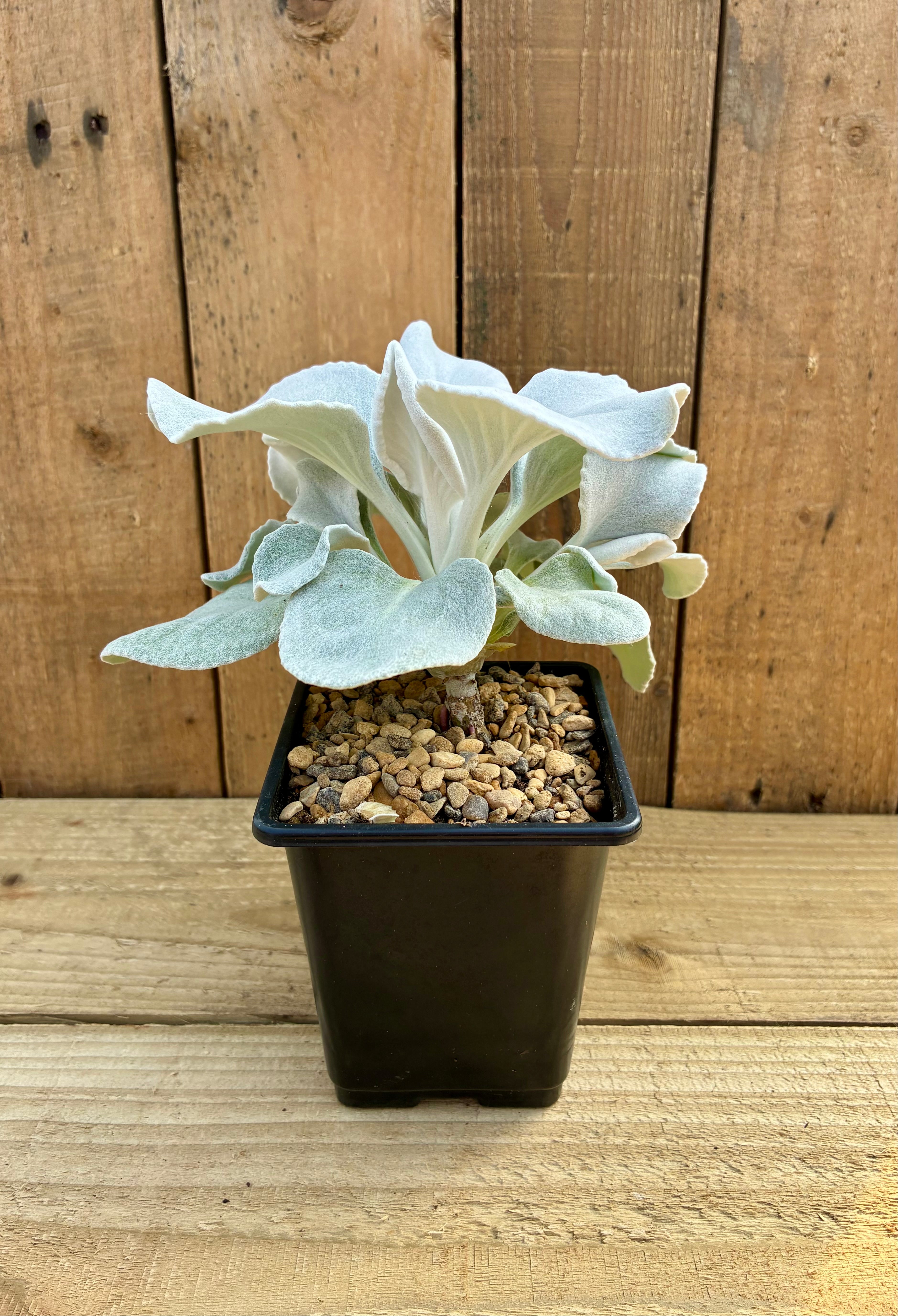 Angel Wings – Silvery Foliage Garden Plant