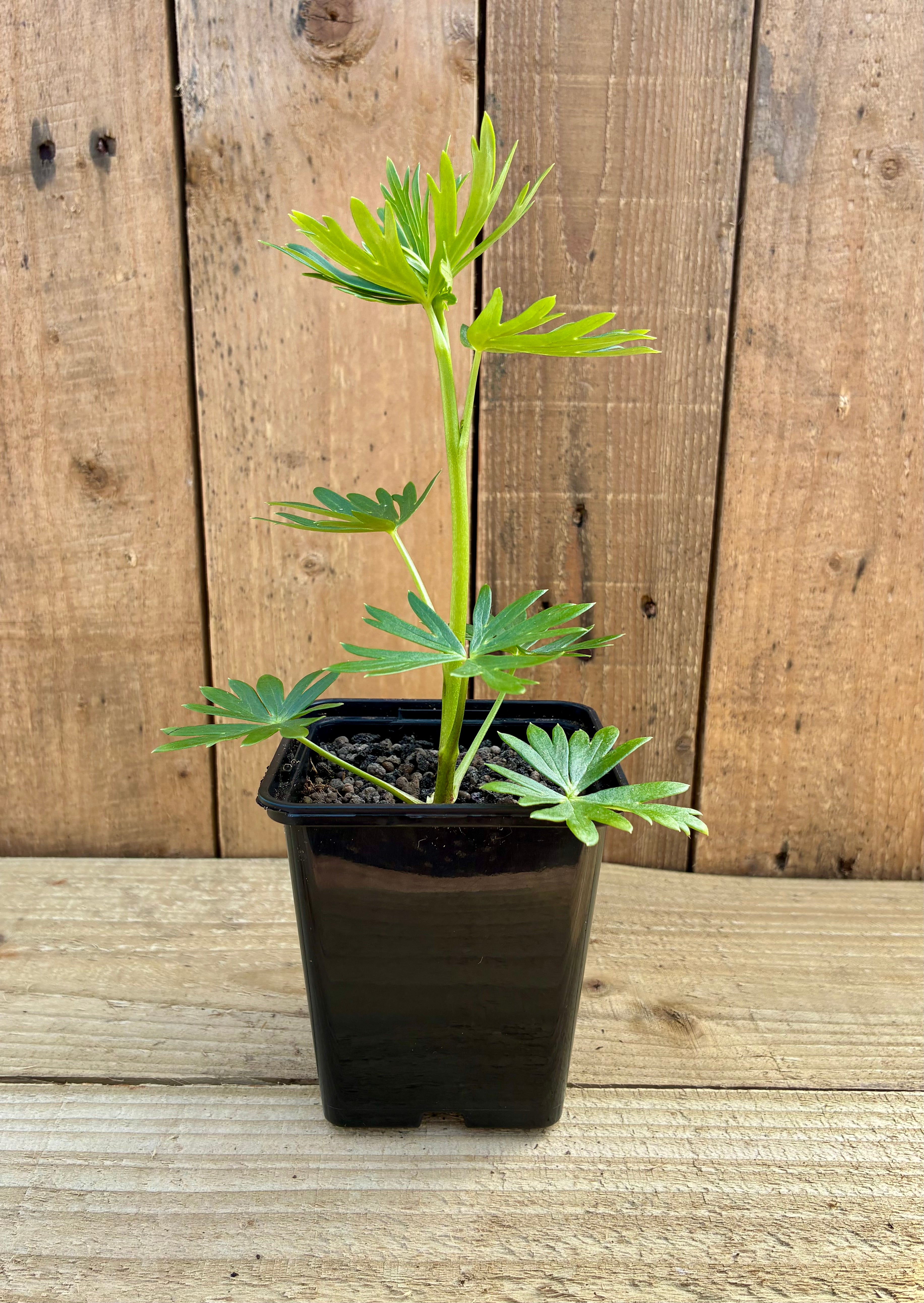 Monkshood – Magical & Protective Herb