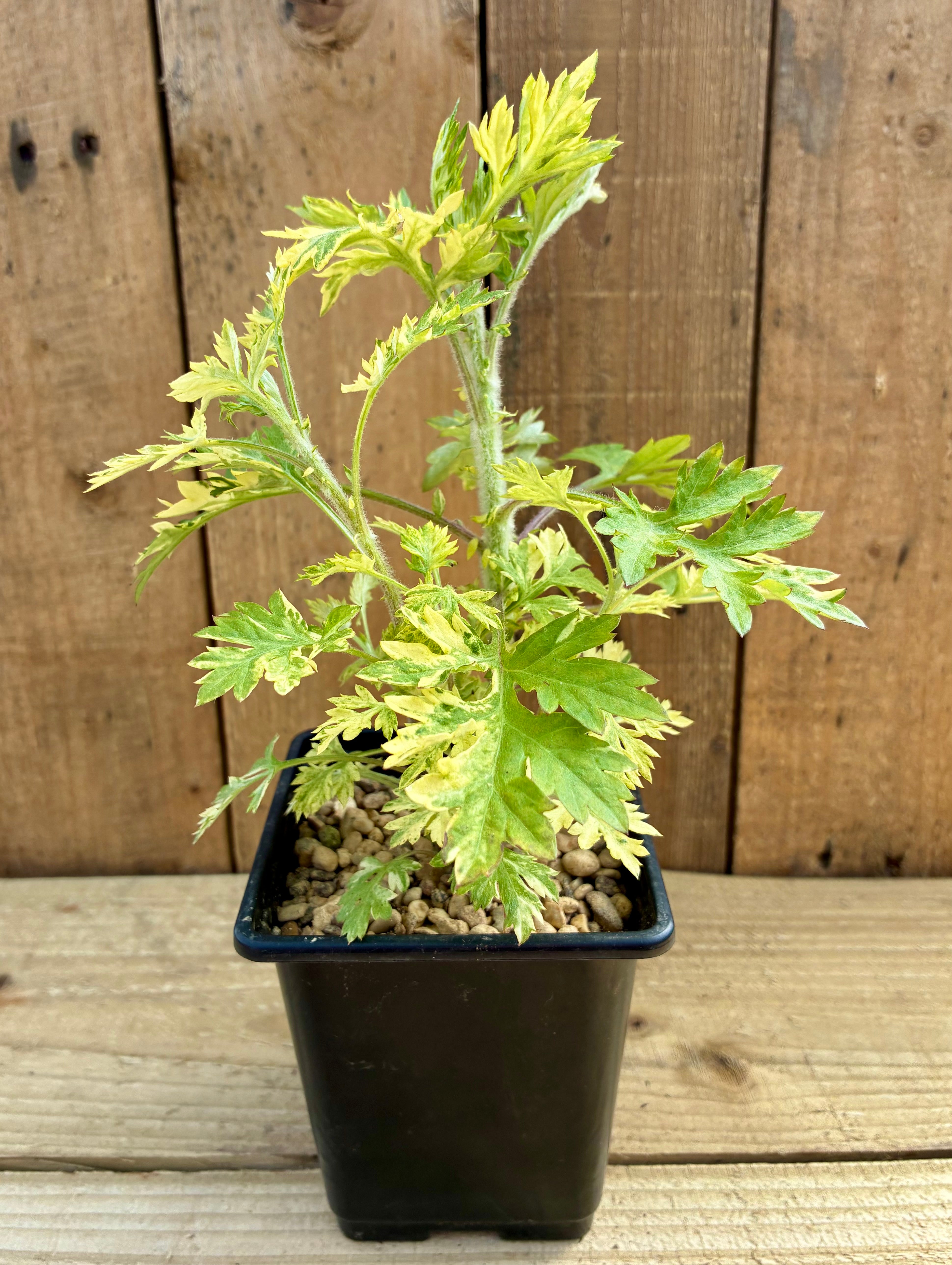 Variegated Mugwort – Striking Foliage Herb