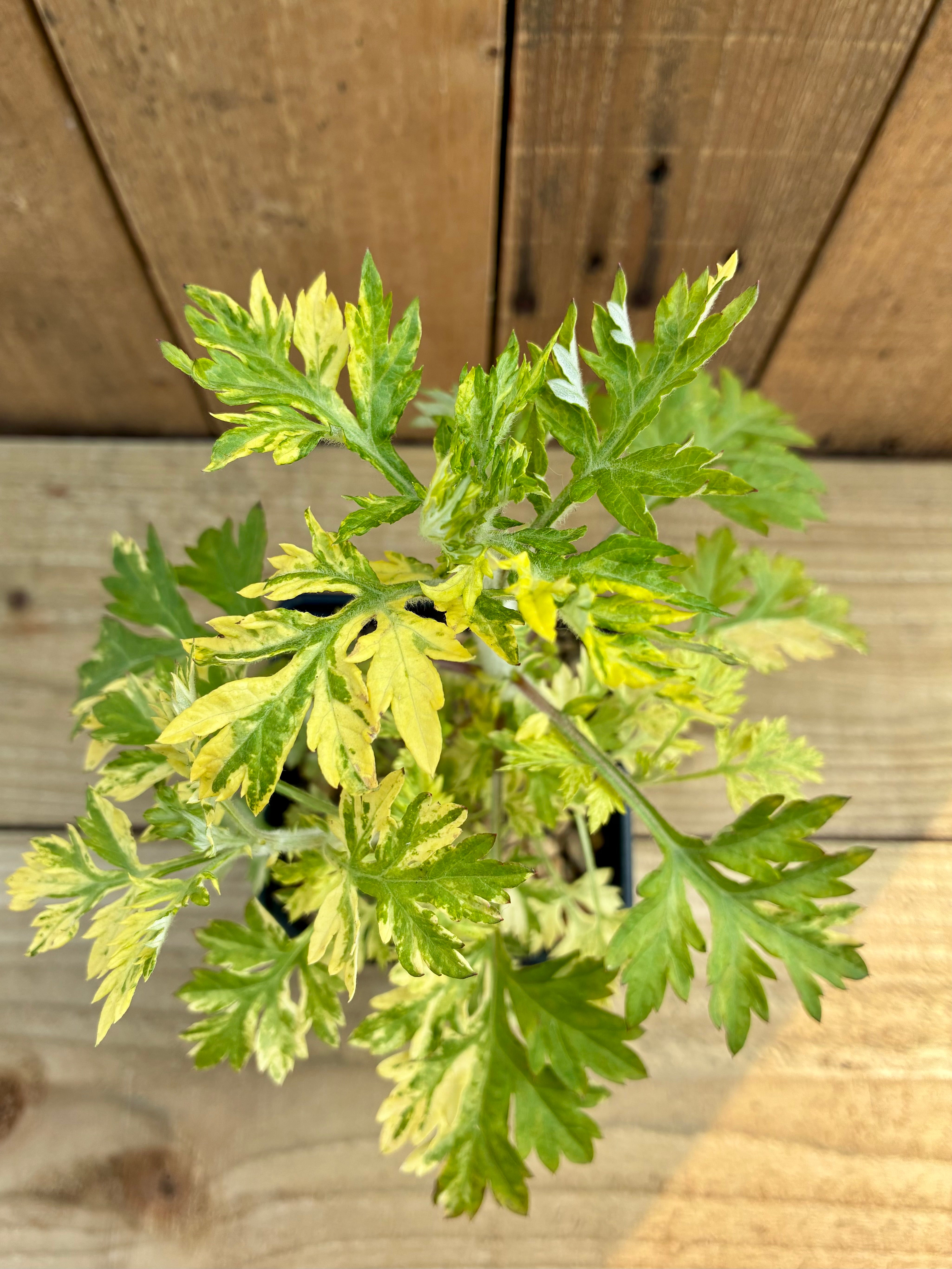 Variegated Mugwort – Striking Foliage Herb