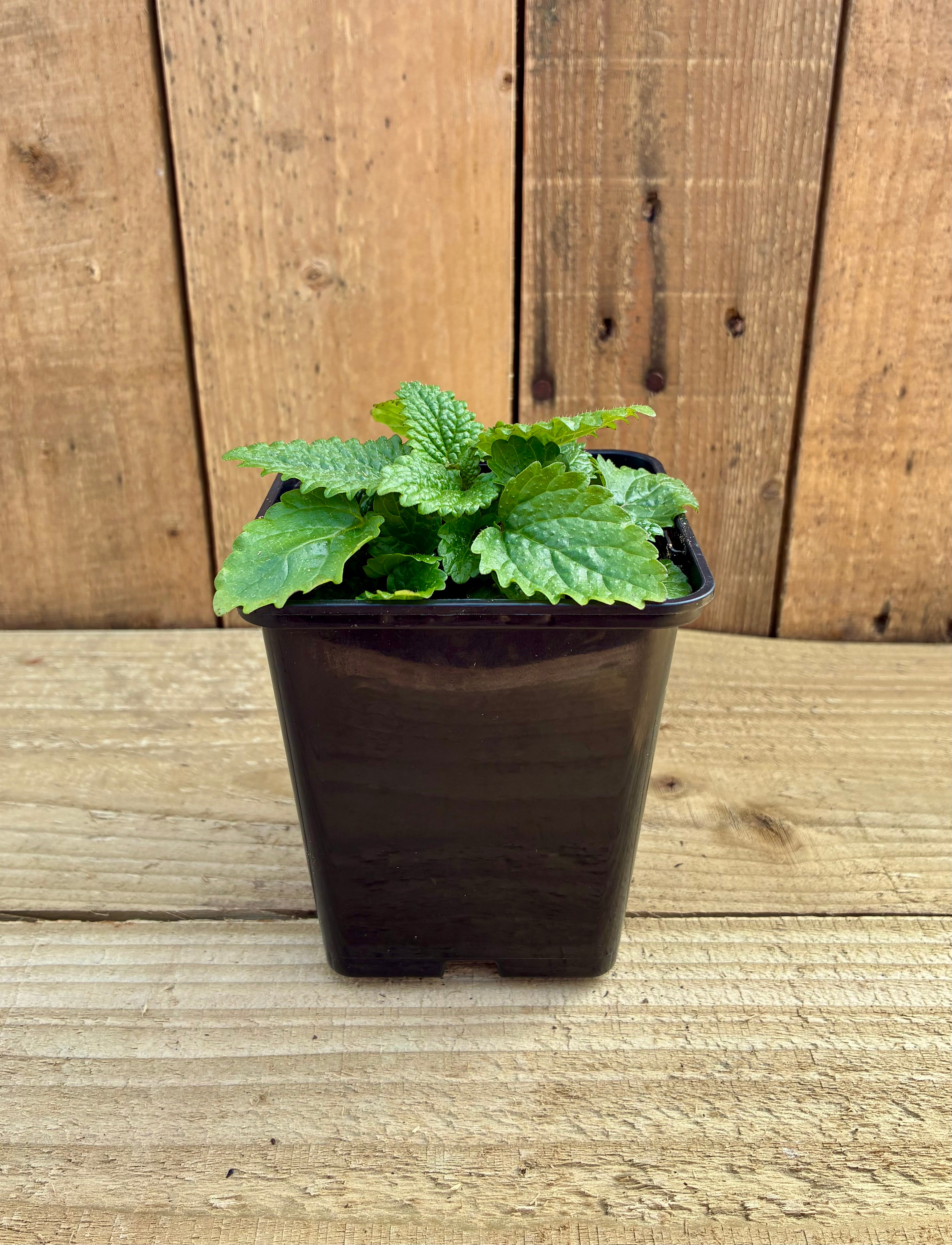 Lemon Balm  – Uplifting Aromatic Perennial