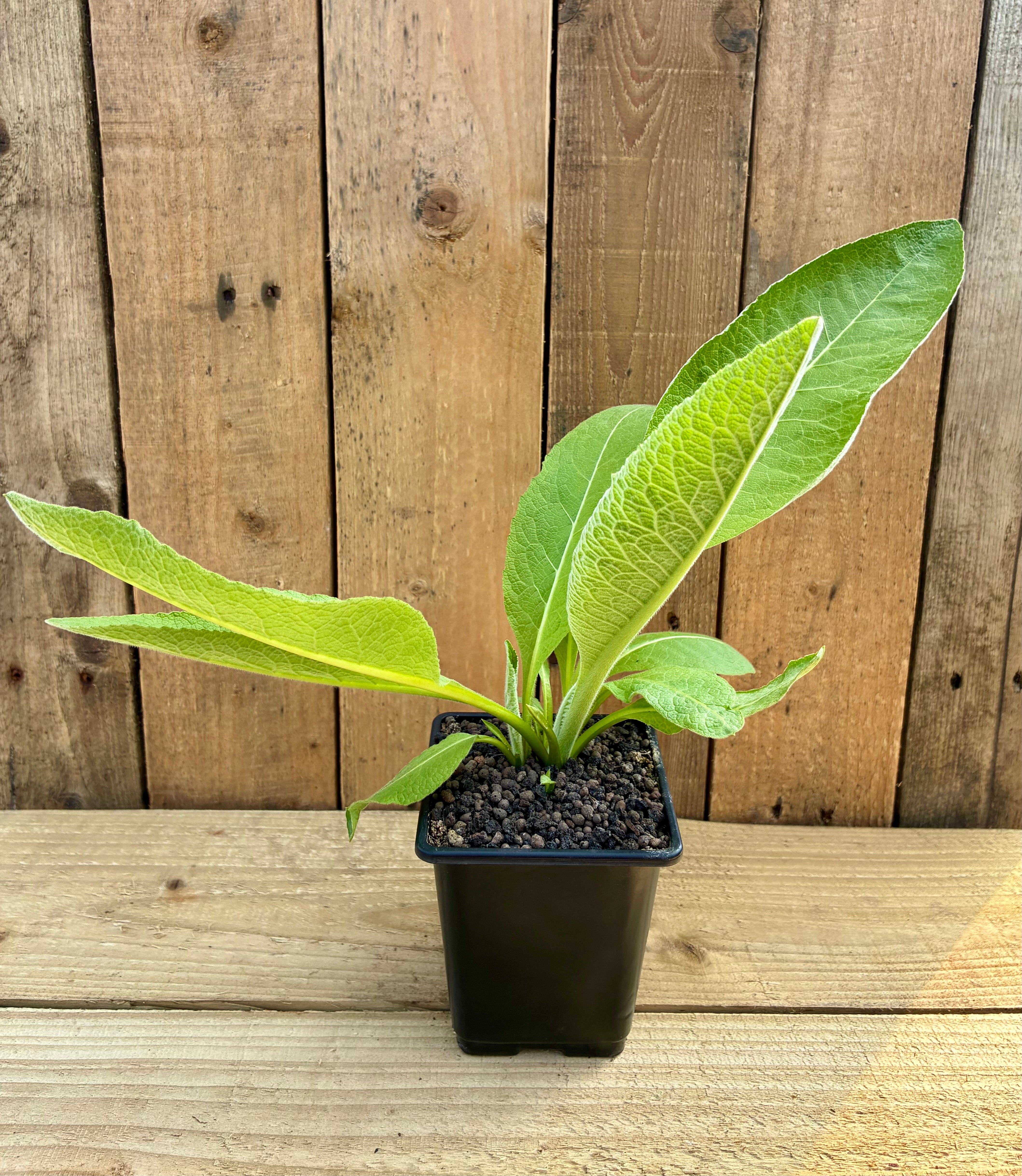 Elecampane Plant – Lung Supporting & Digestive Herb