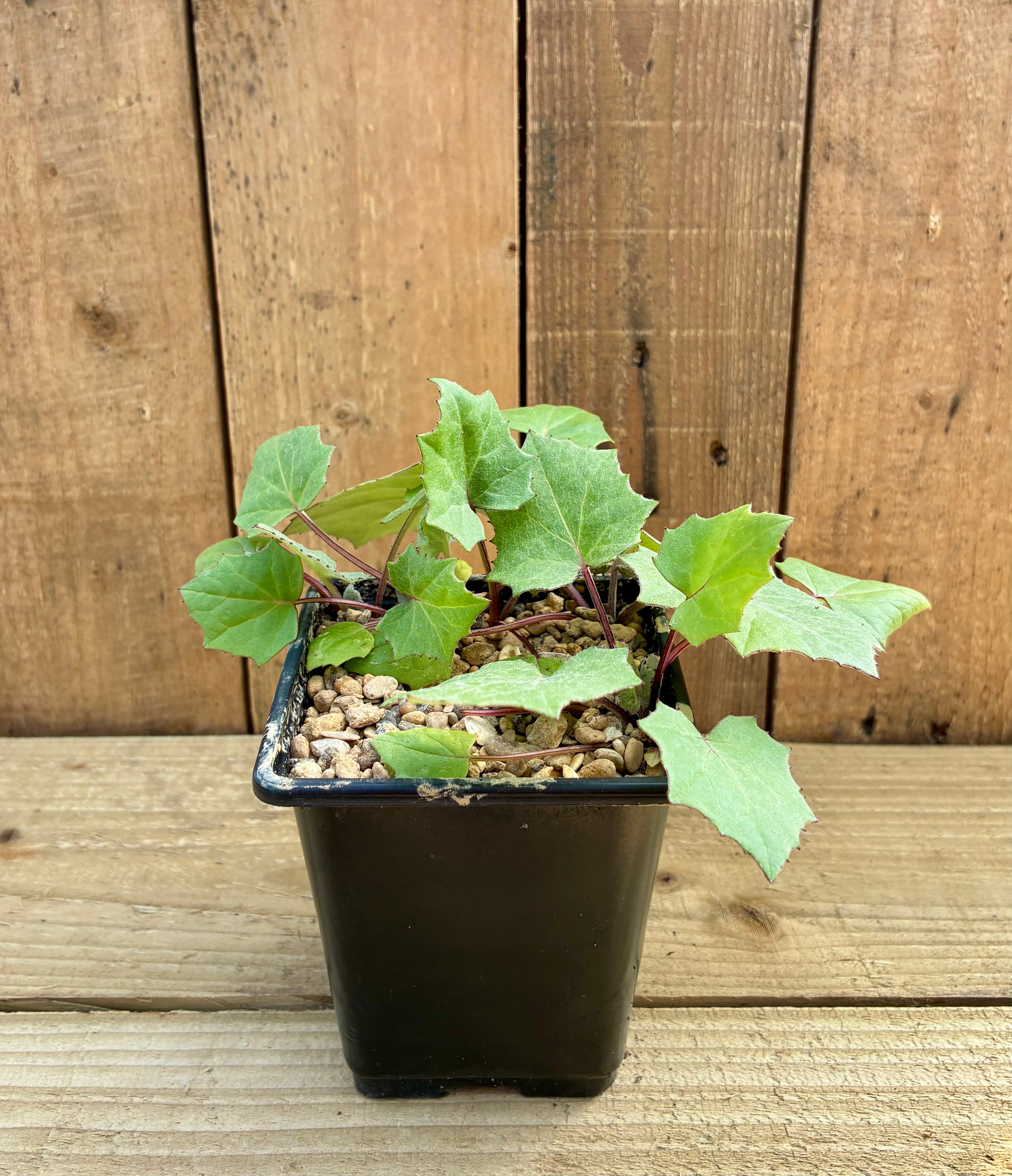 Coltsfoot – Early Flowering Respiratory Herb
