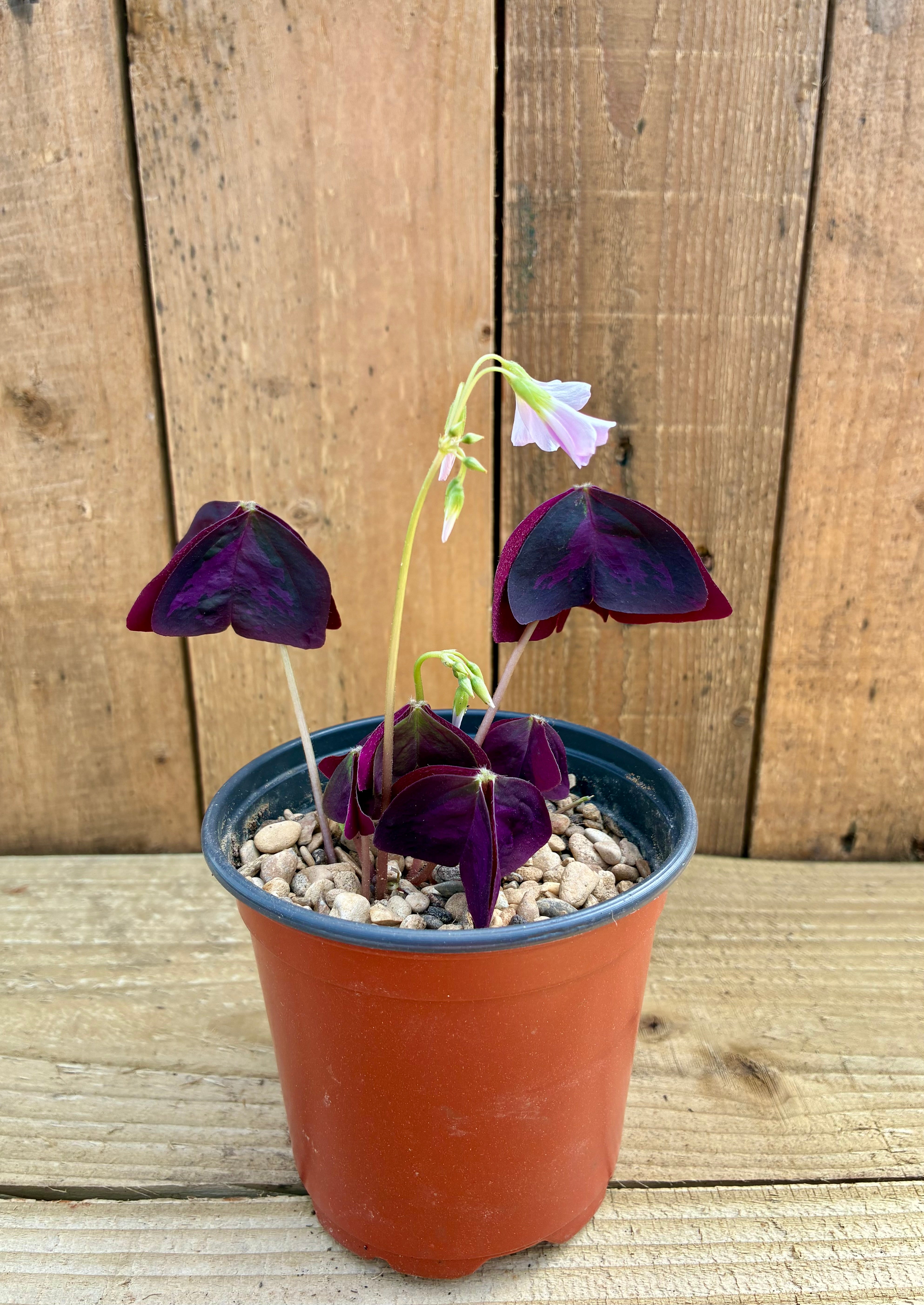 False Shamrock – Light Responsive Purple Houseplant