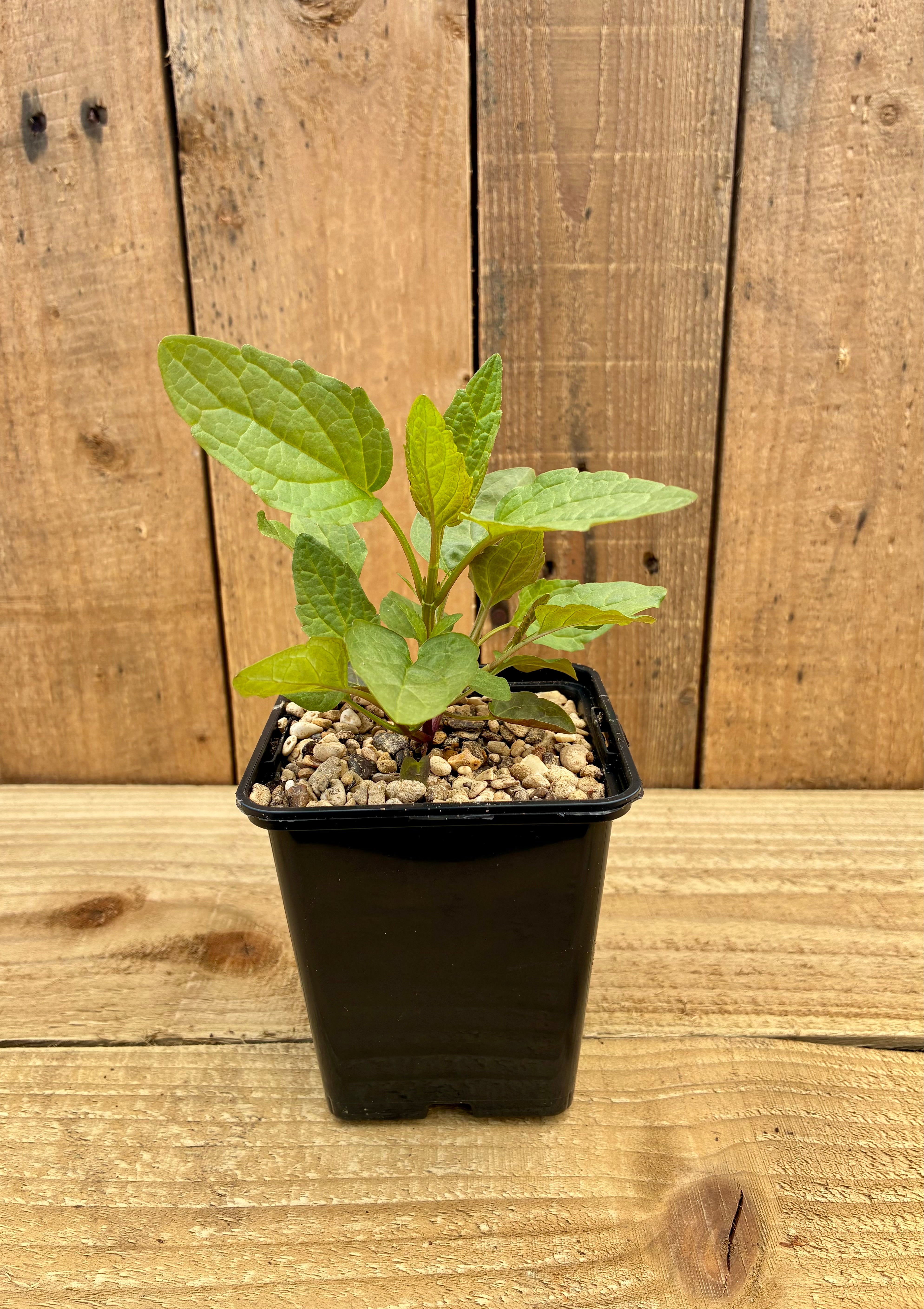 Skullcap – Nervine & Calming Herb