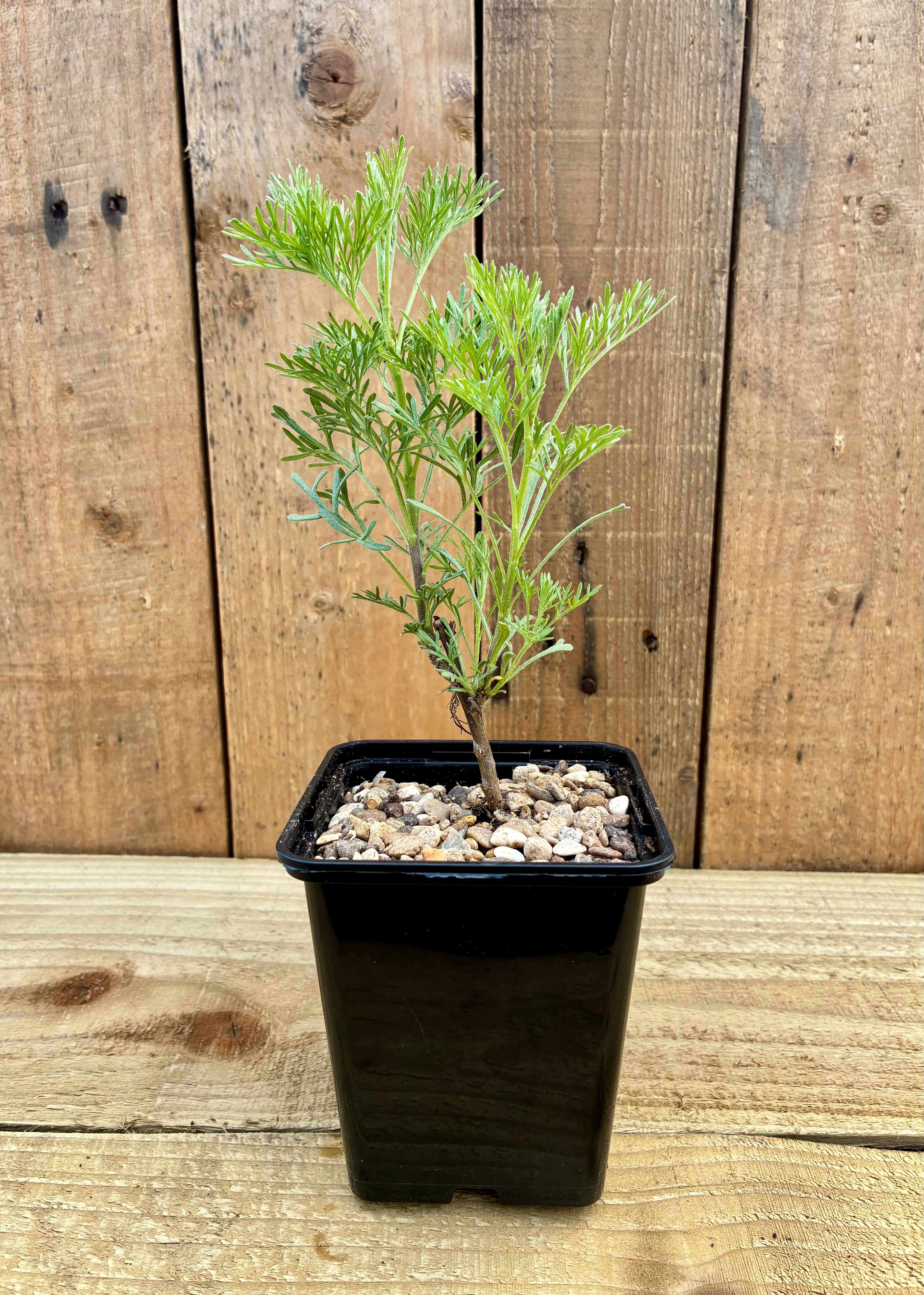 Southernwood – Aromatic Cottage Garden Shrub