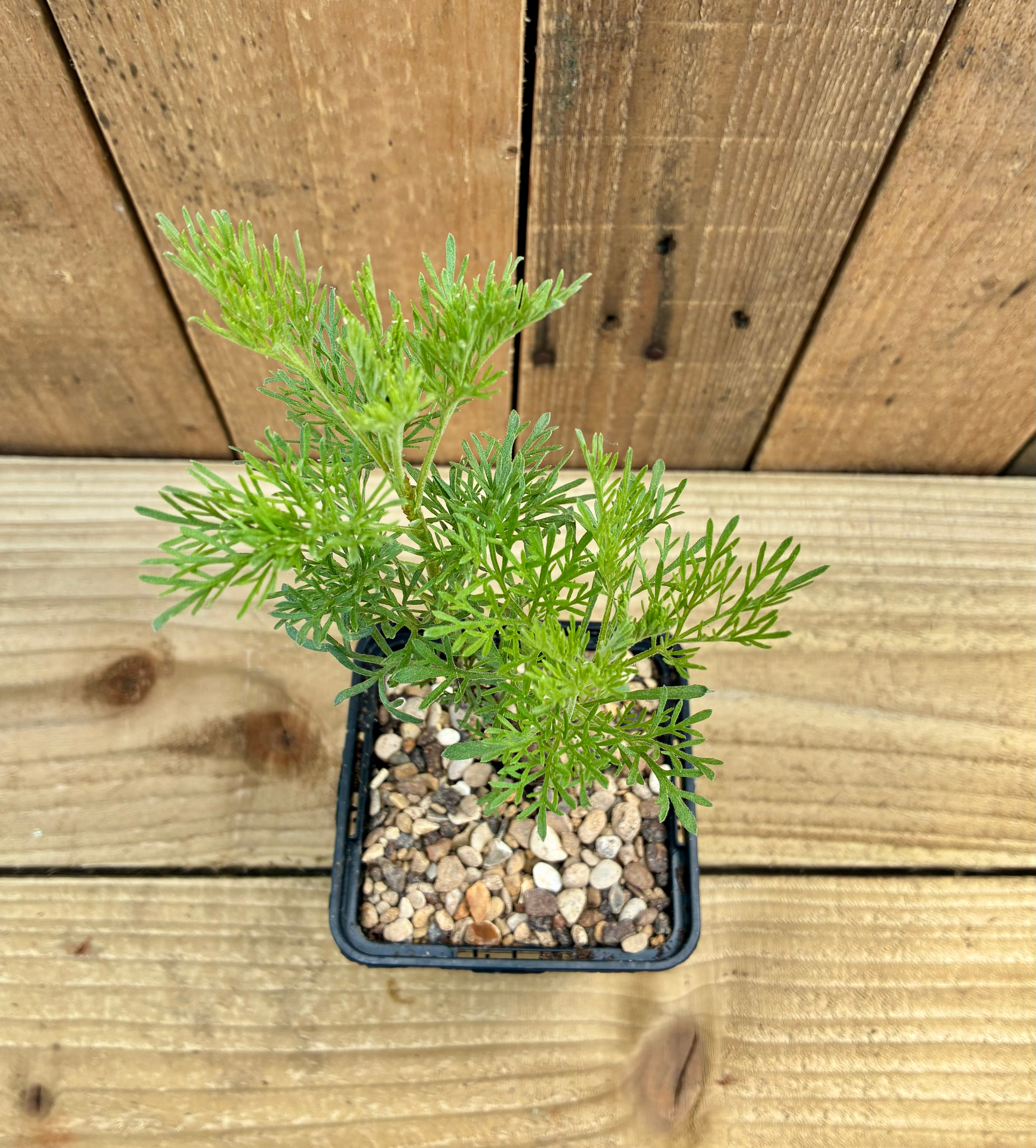 Southernwood – Aromatic Cottage Garden Shrub