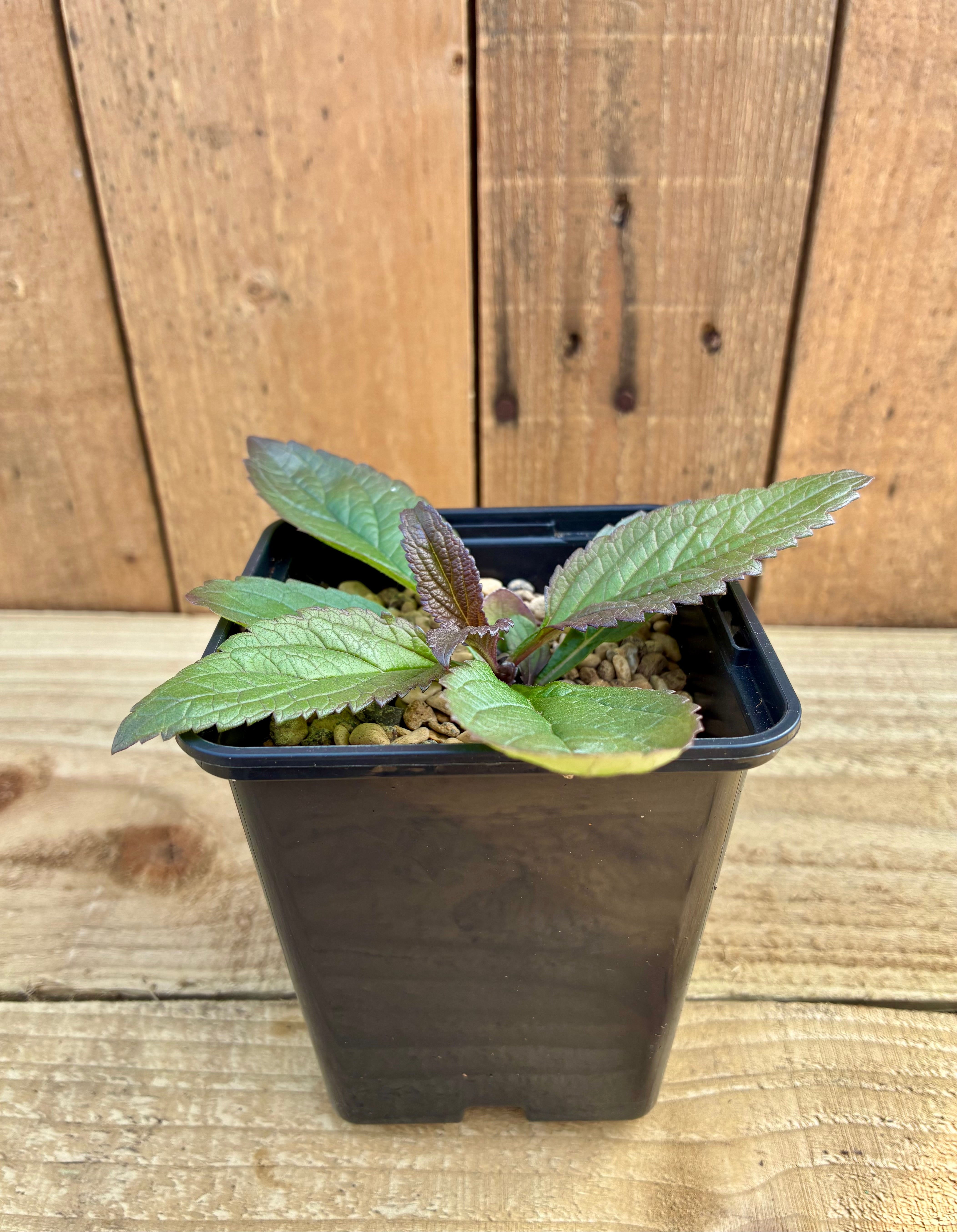 Blue Vervain – Sacred Herb for Calm & Clarity