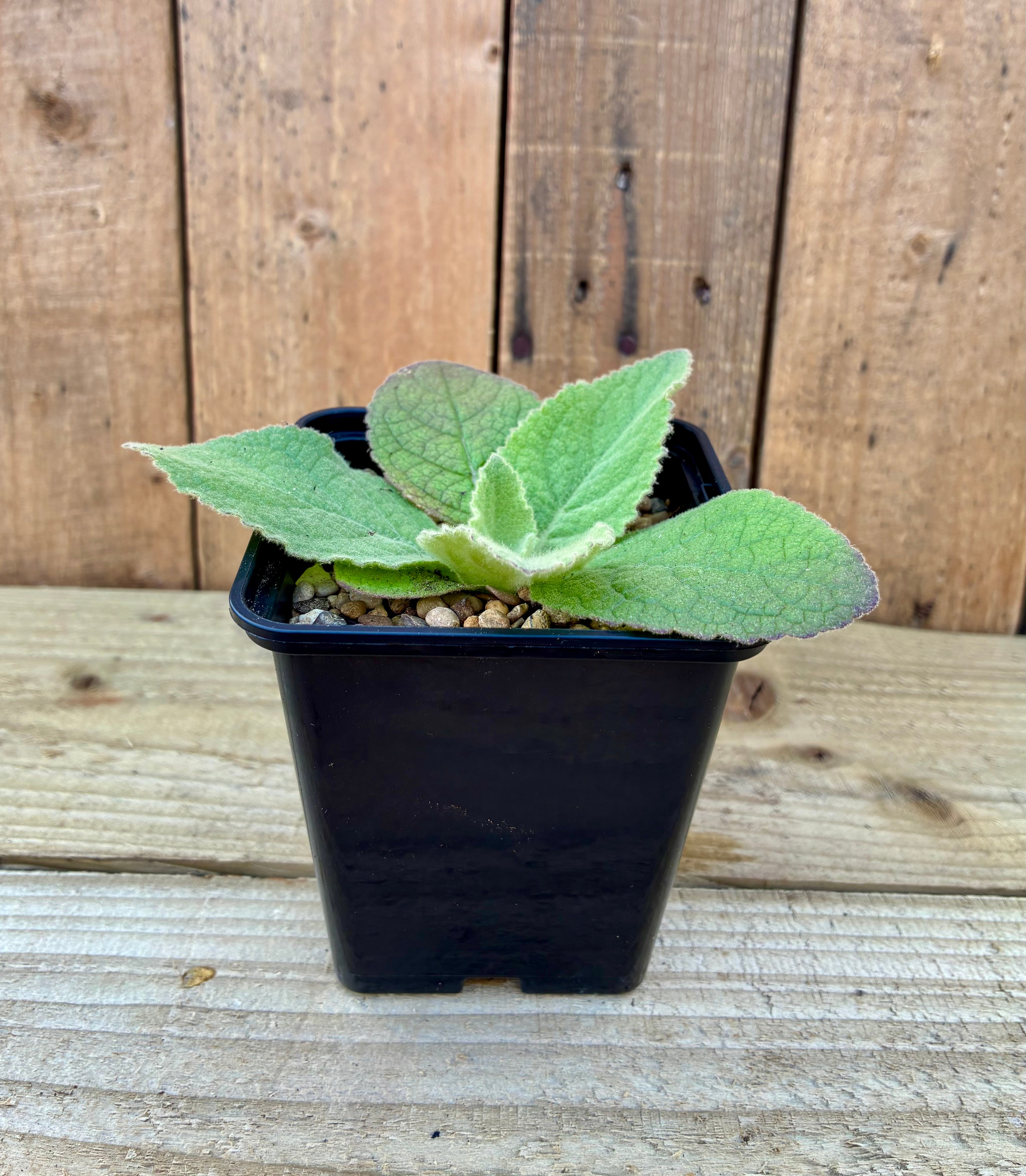 Mullein – Respiratory Herb & Pollinator Favourite