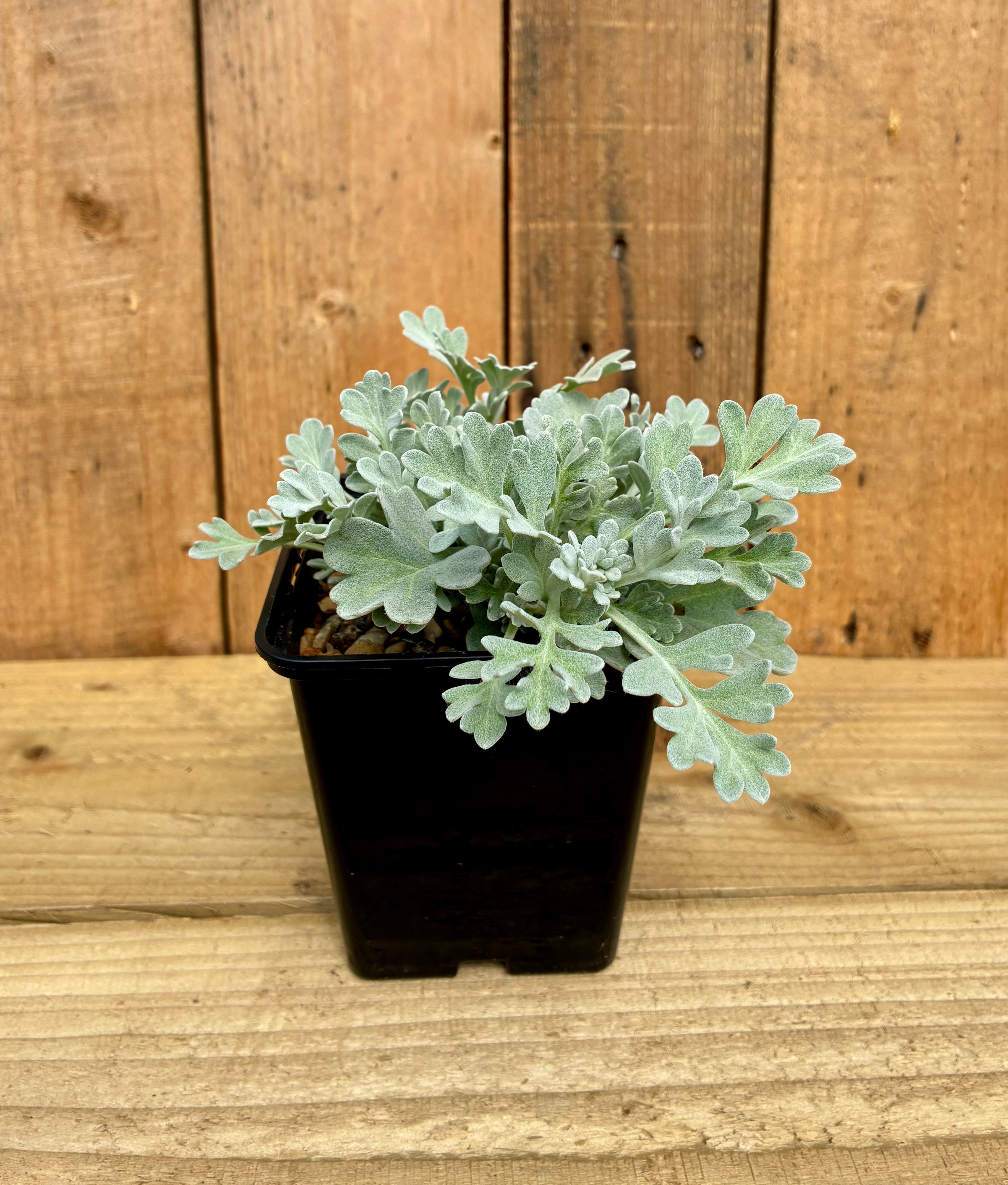 Hoary Mugwort – Silvery Foliage Artemisia