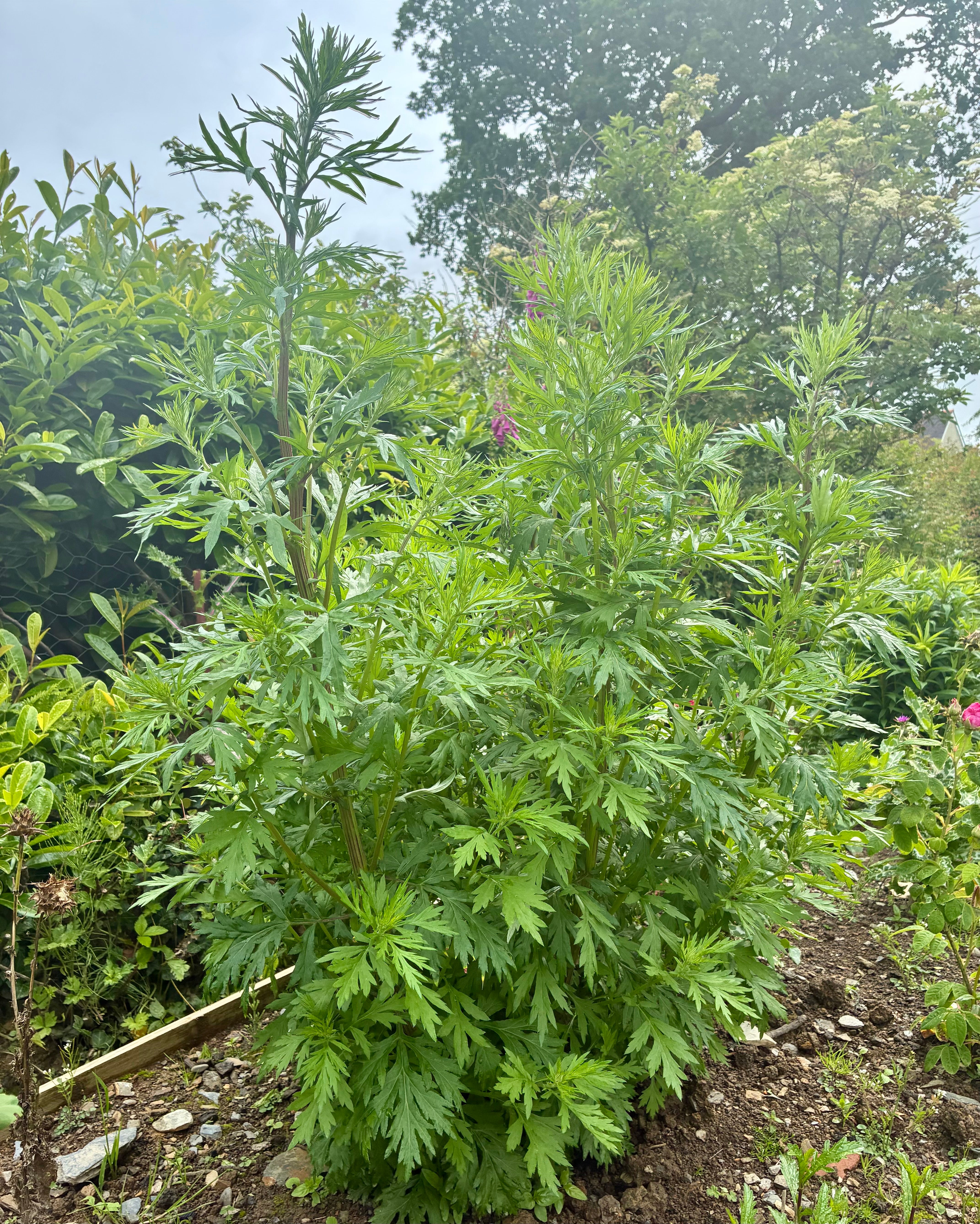 Yomogi – Japanese Culinary & Herbal Mugwort