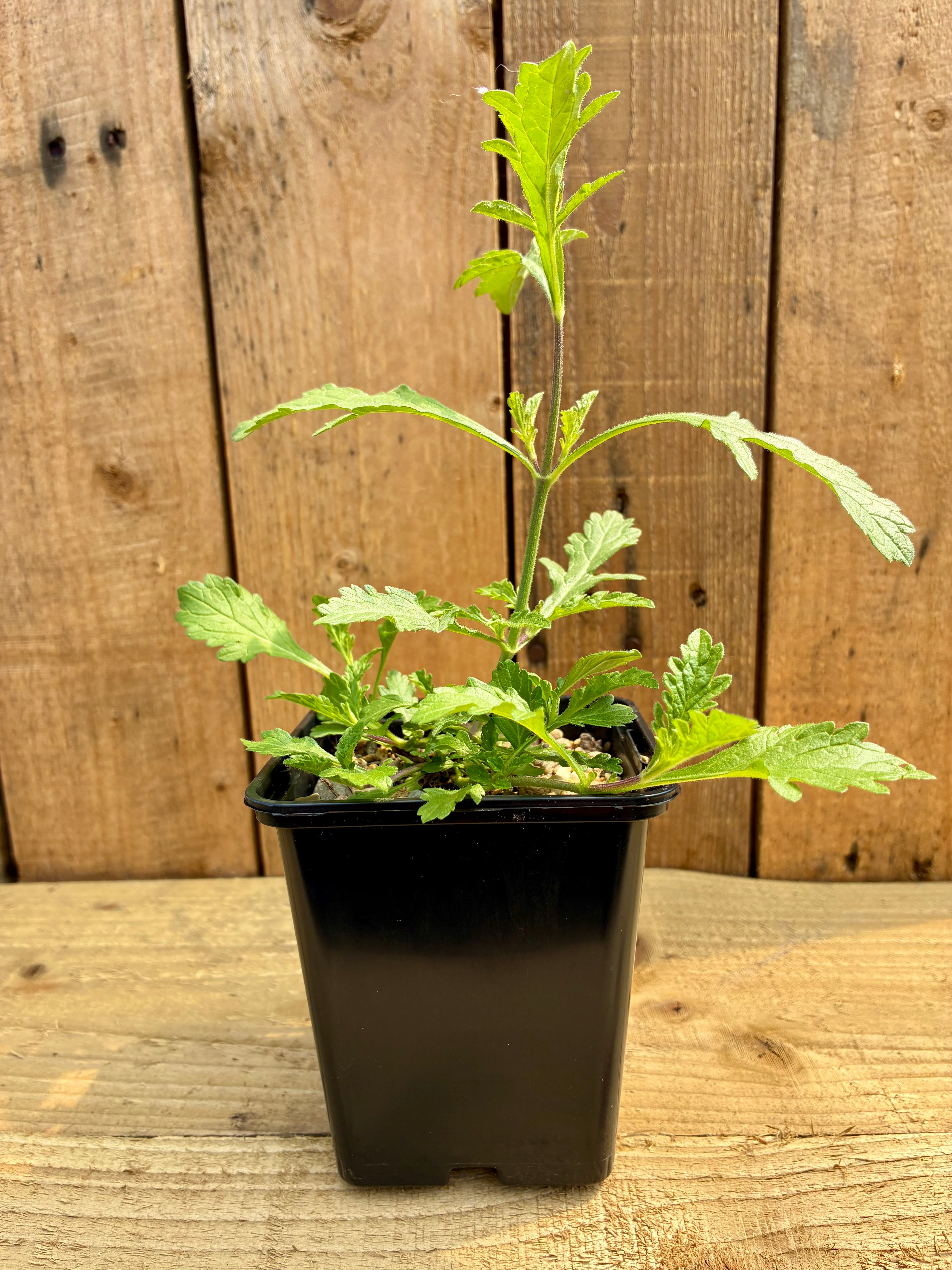Vervain Plant – Nervine & Calming Herb