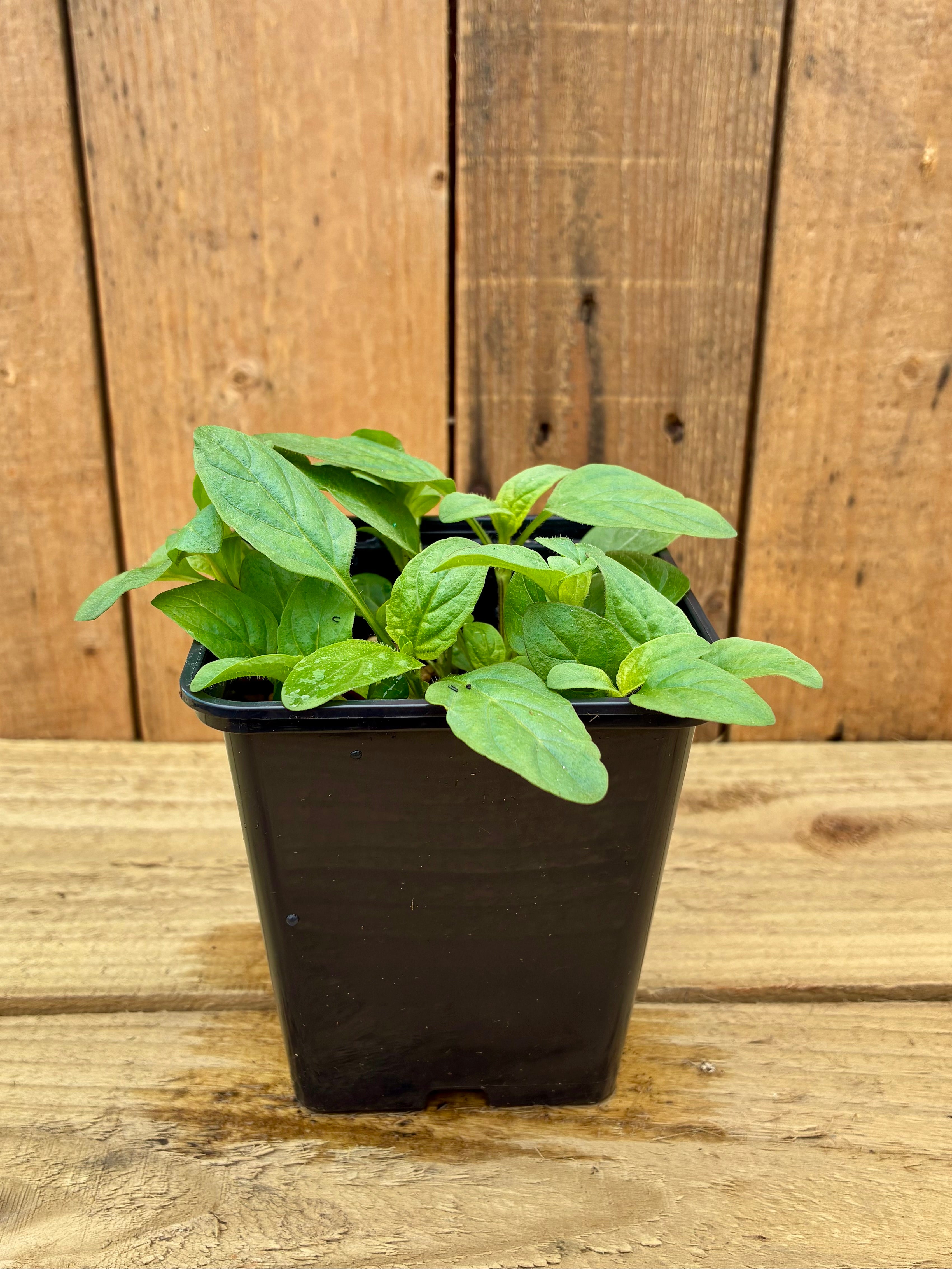 Selfheal – Wildlife Friendly Groundcover Herb