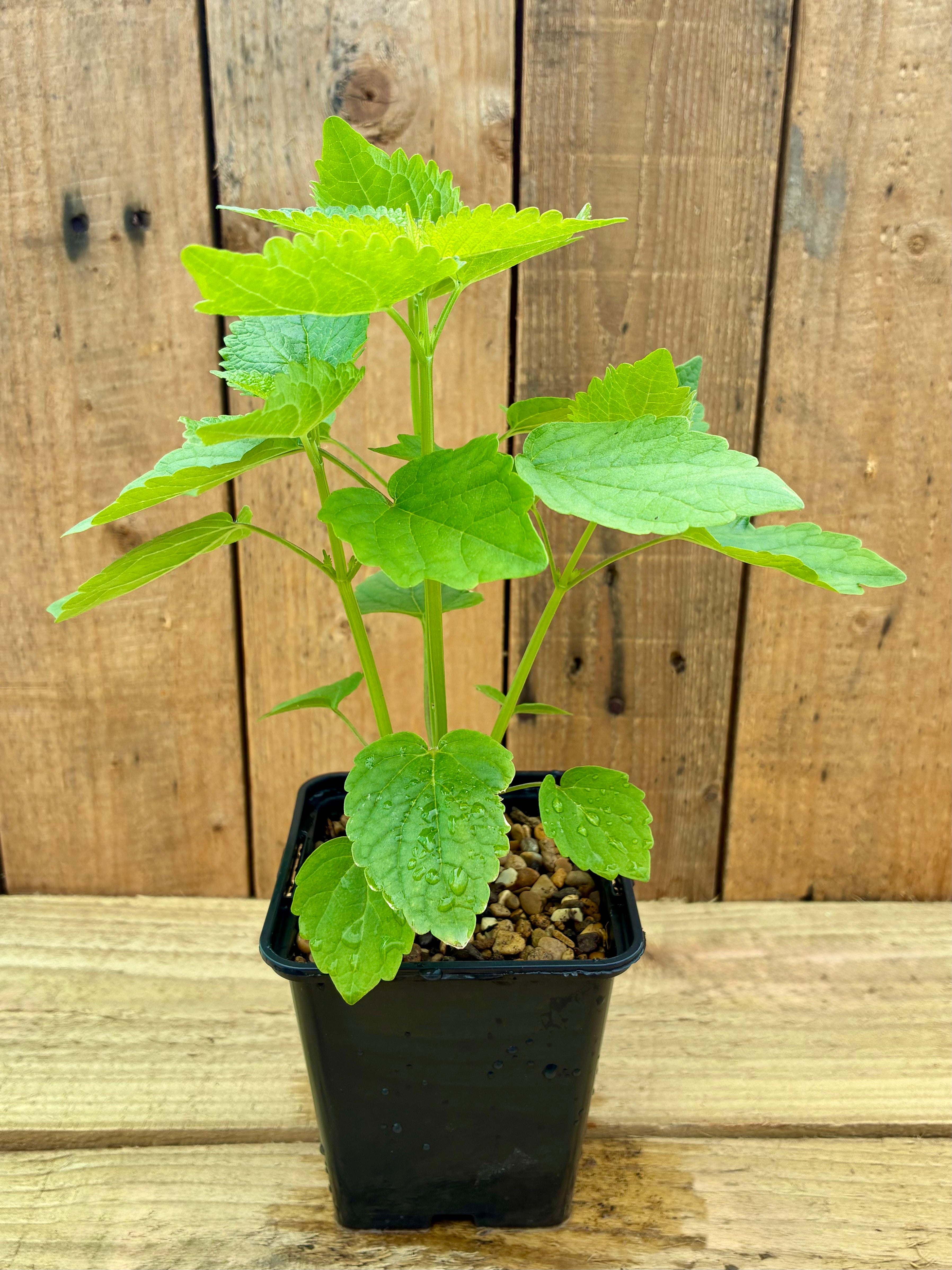 Licorice Mint – Calming & Aromatic Herb
