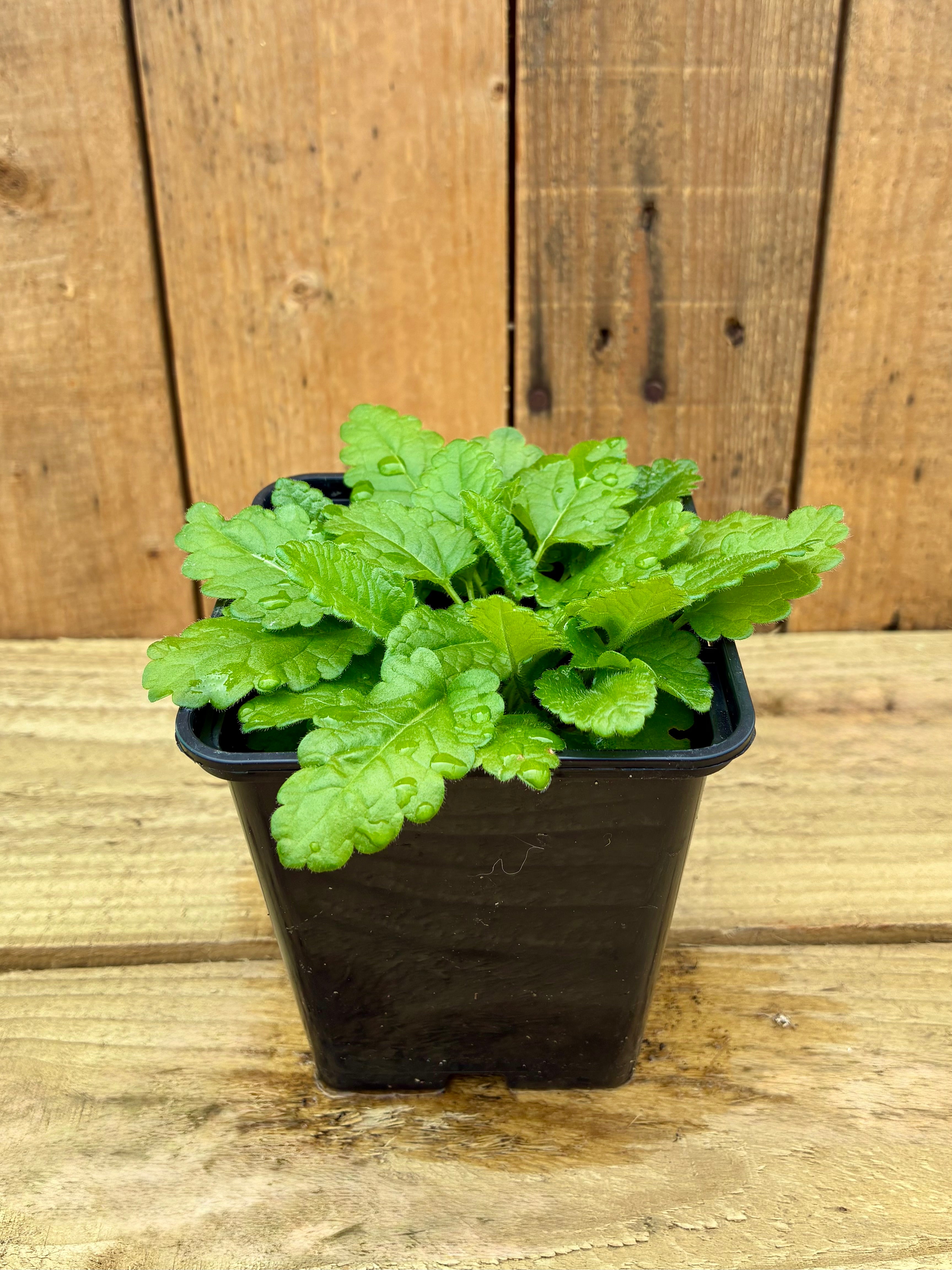 Betony – Bee Friendly Native Wildflower