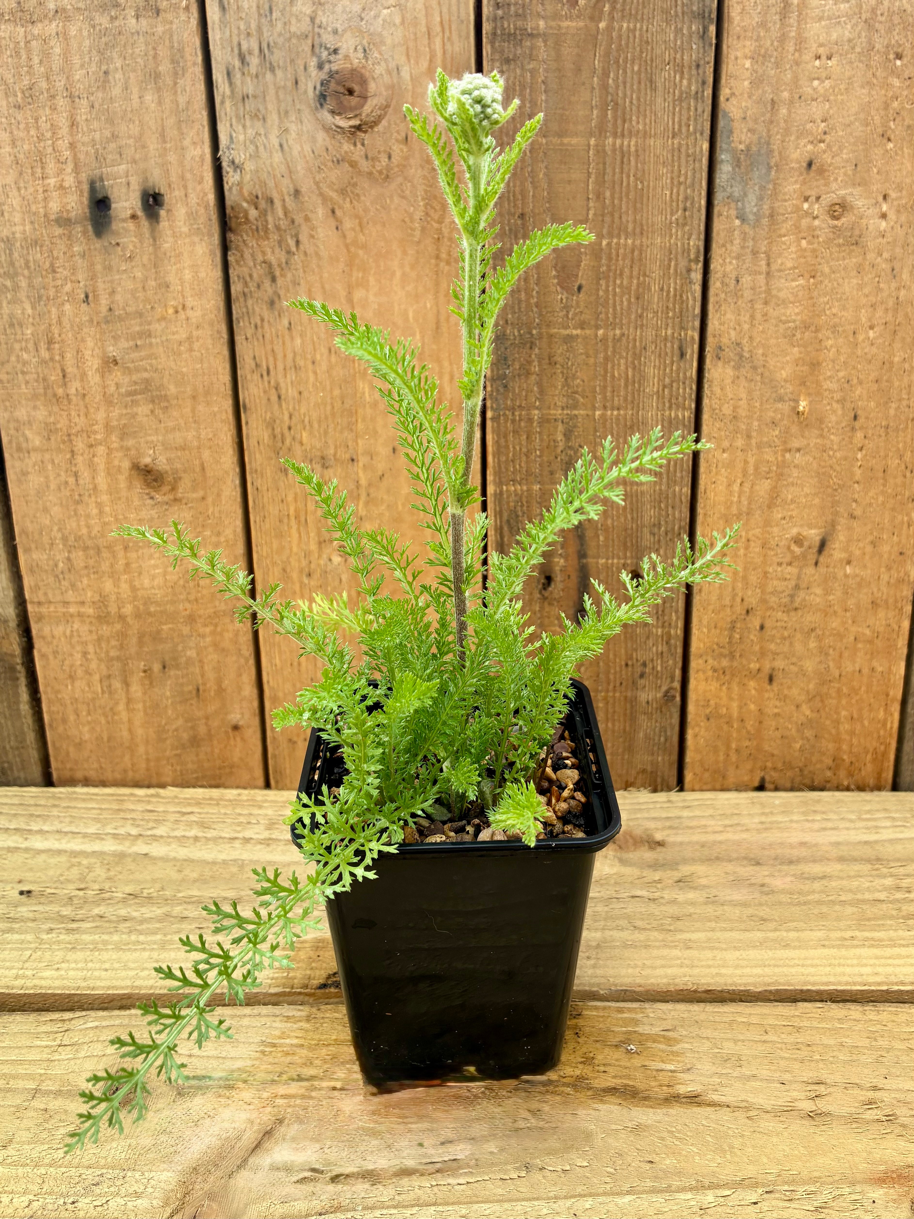 Yarrow – Traditional First Aid Herb