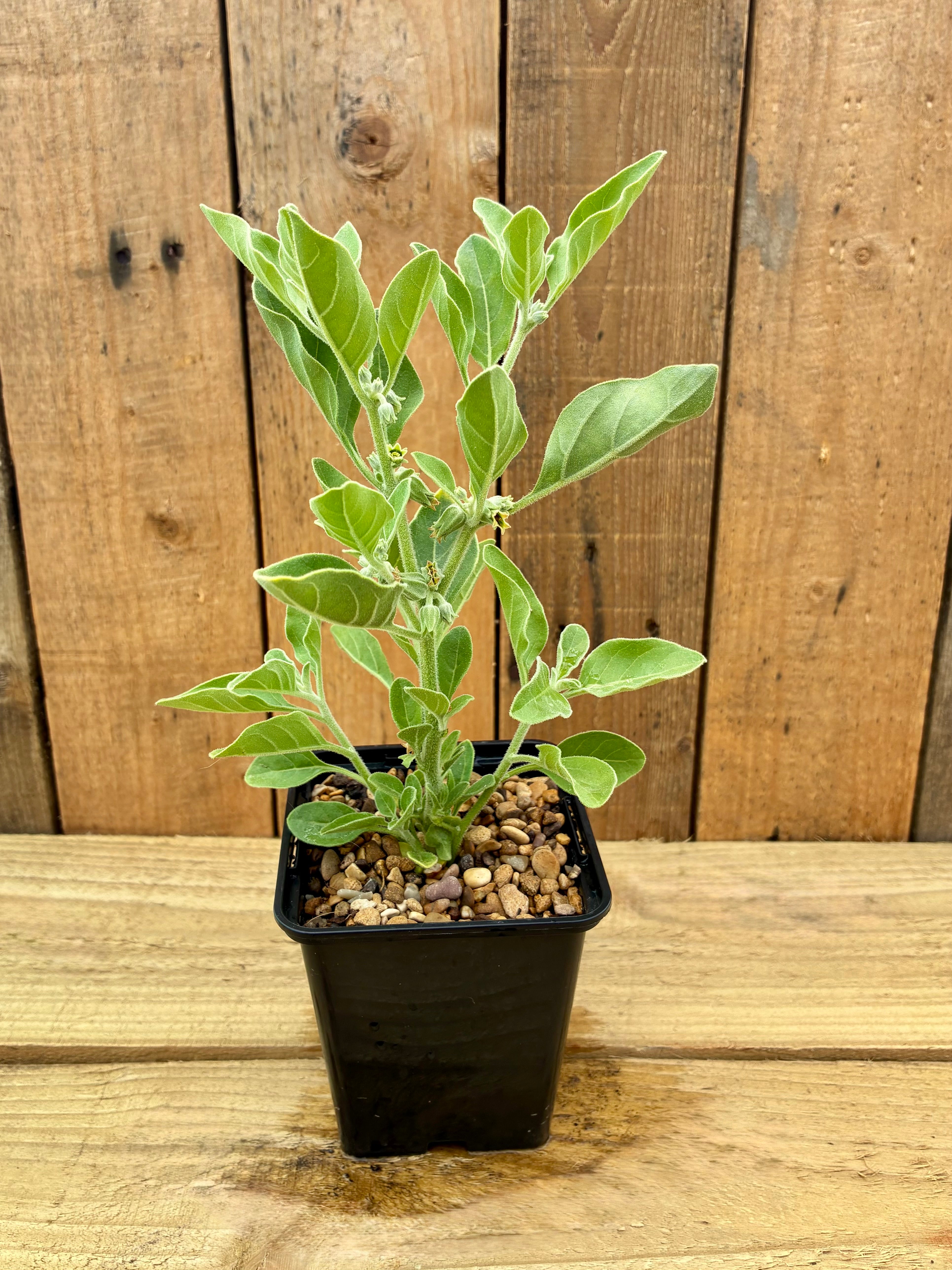 Ashwagandha – Adaptogenic Herb for Strength & Calm
