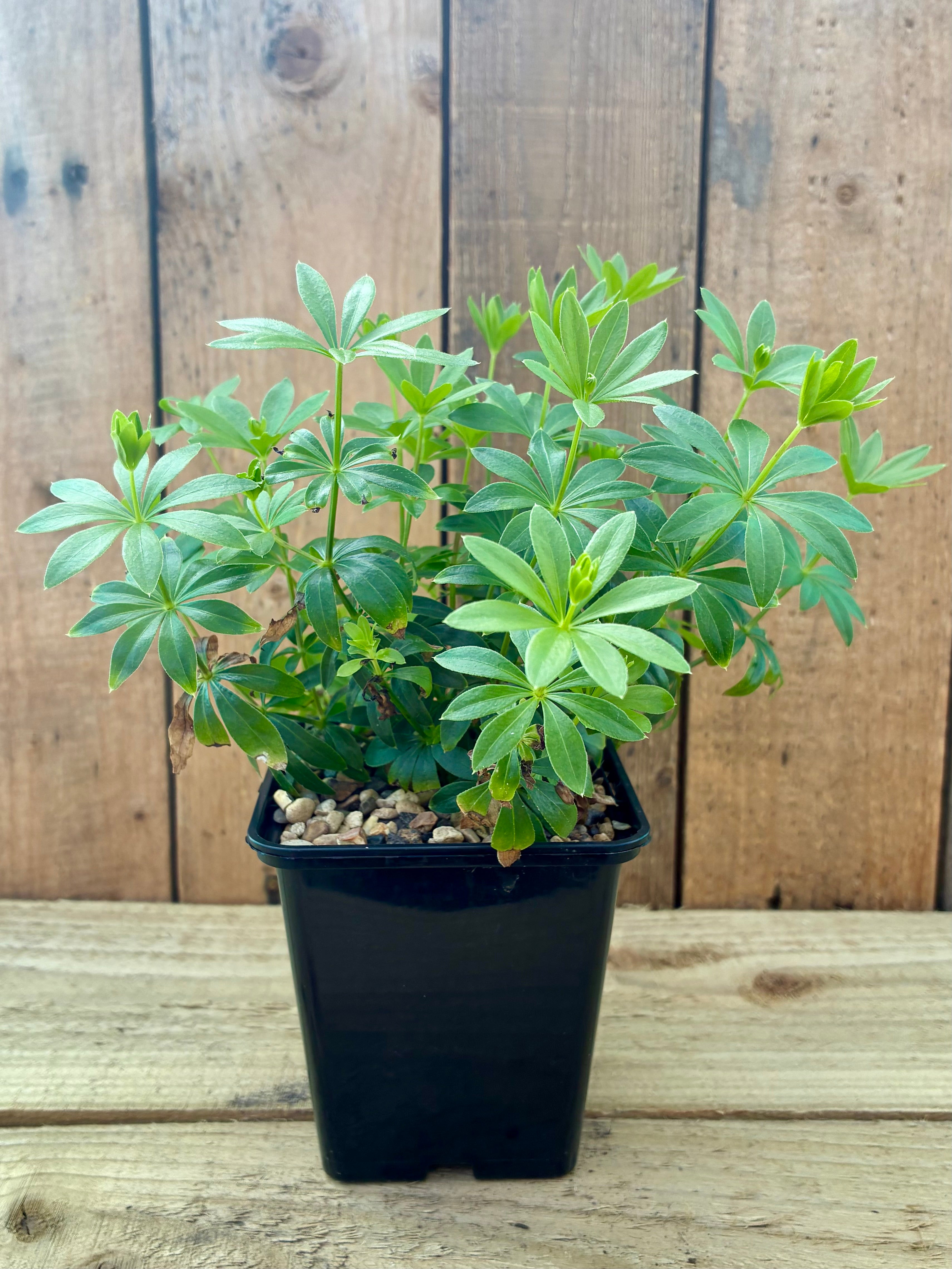Sweet Woodruff – Fragrant Groundcover & Traditional Dye Plant