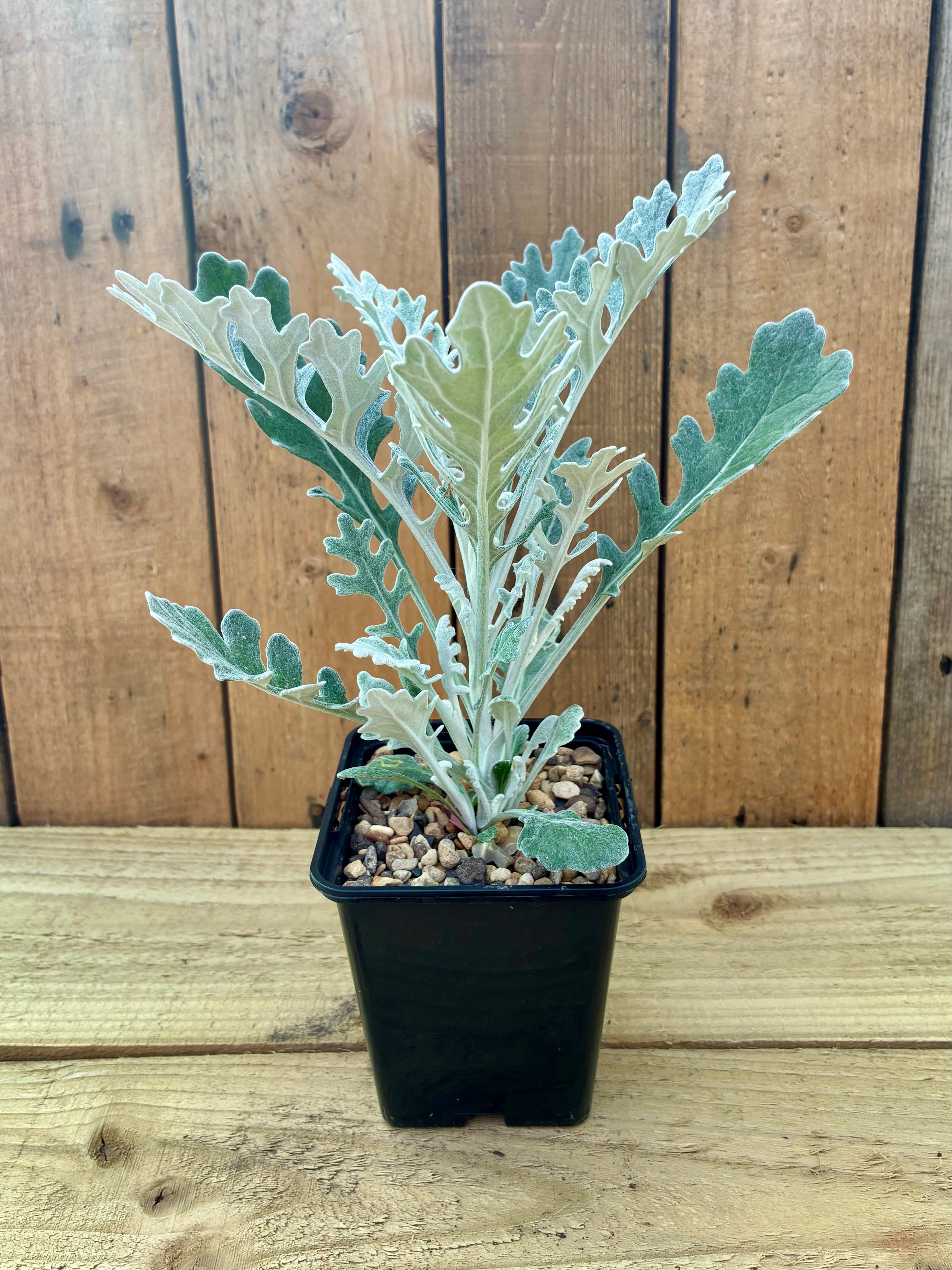 Silver Dust – Ornamental Silver Foliage Plant