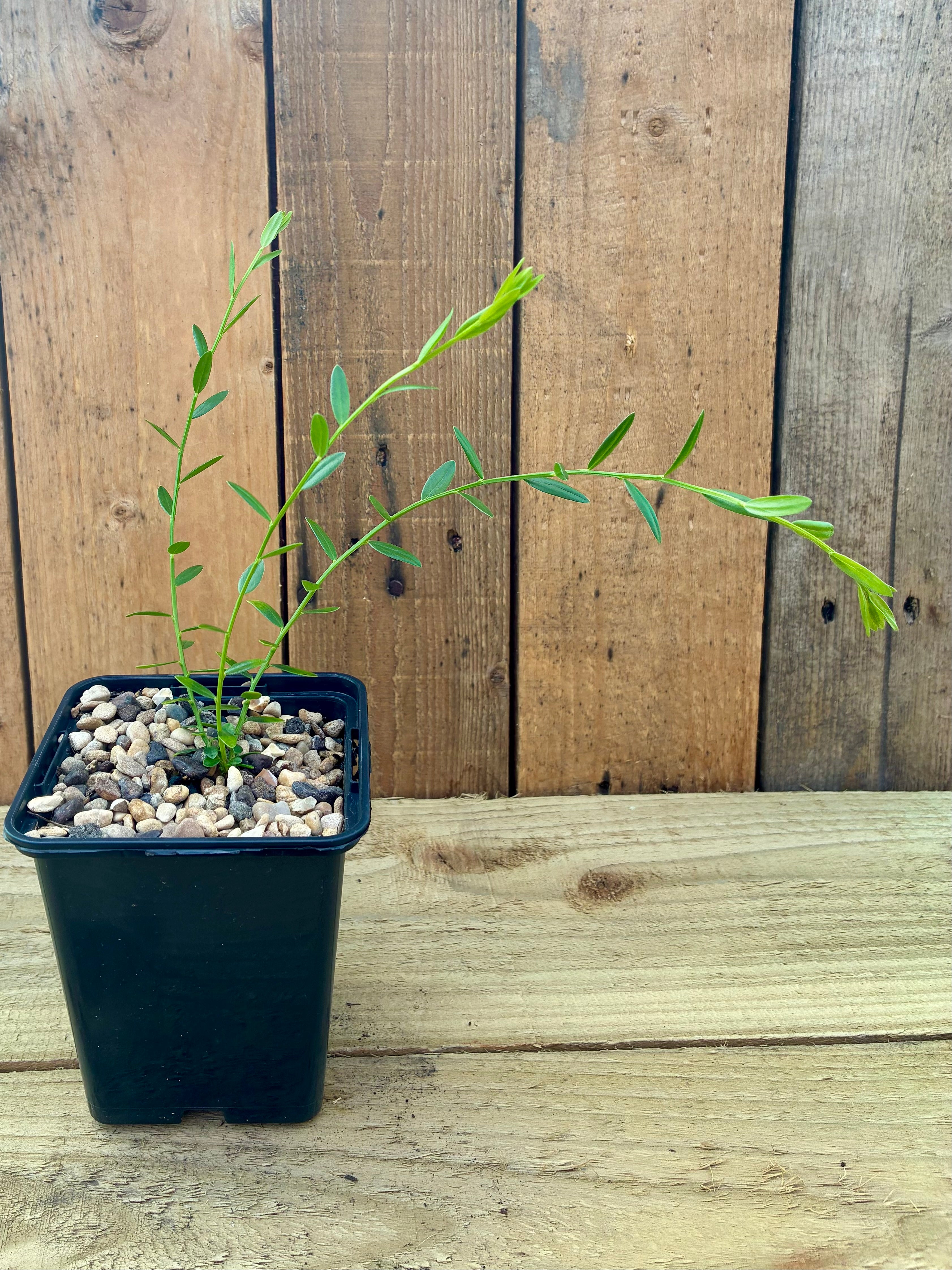 Dyer’s Greenweed – Hardy Shrub with Brilliant Yellow Dye Flowers