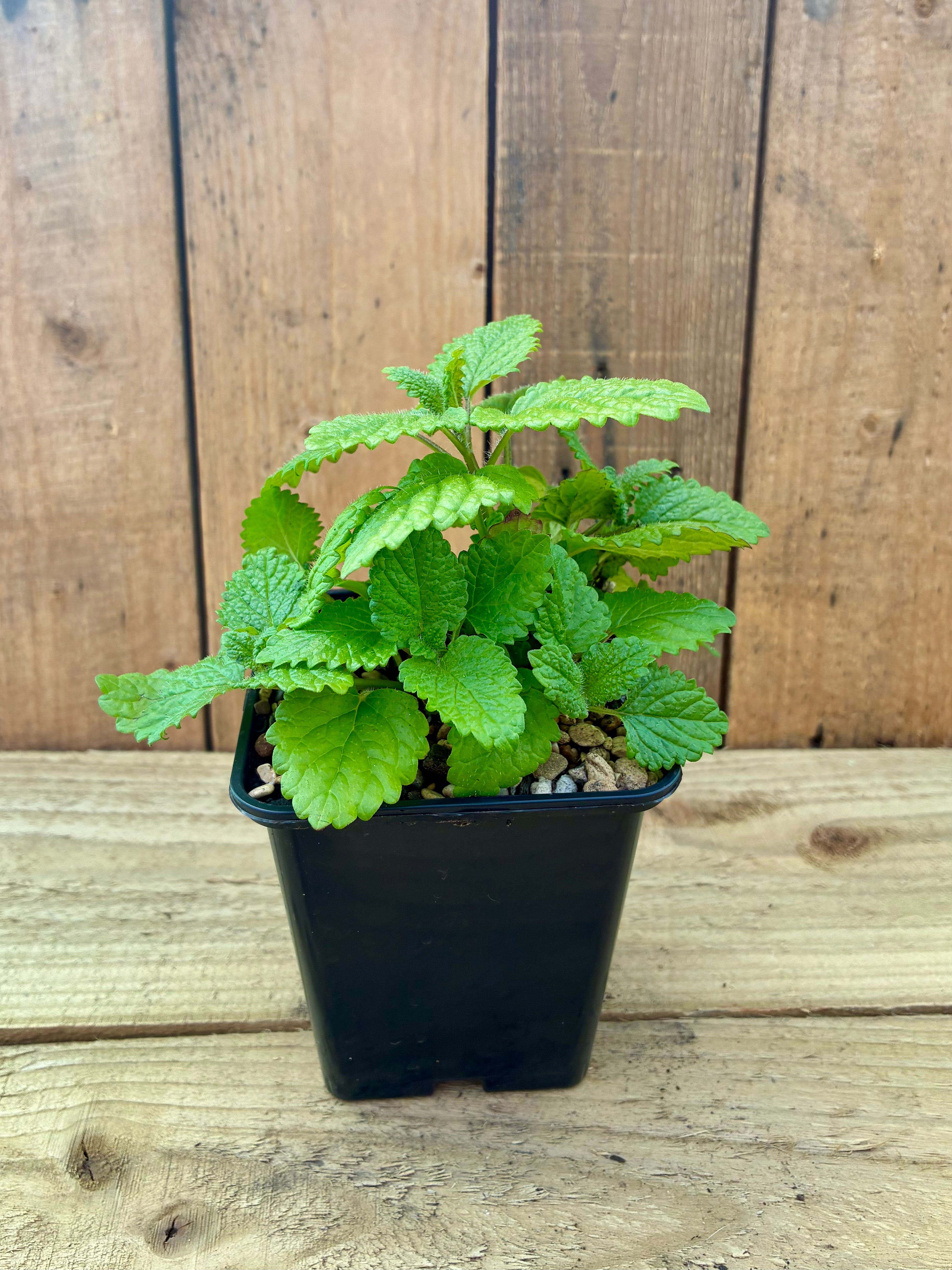 Lemon Balm  – Uplifting Aromatic Perennial