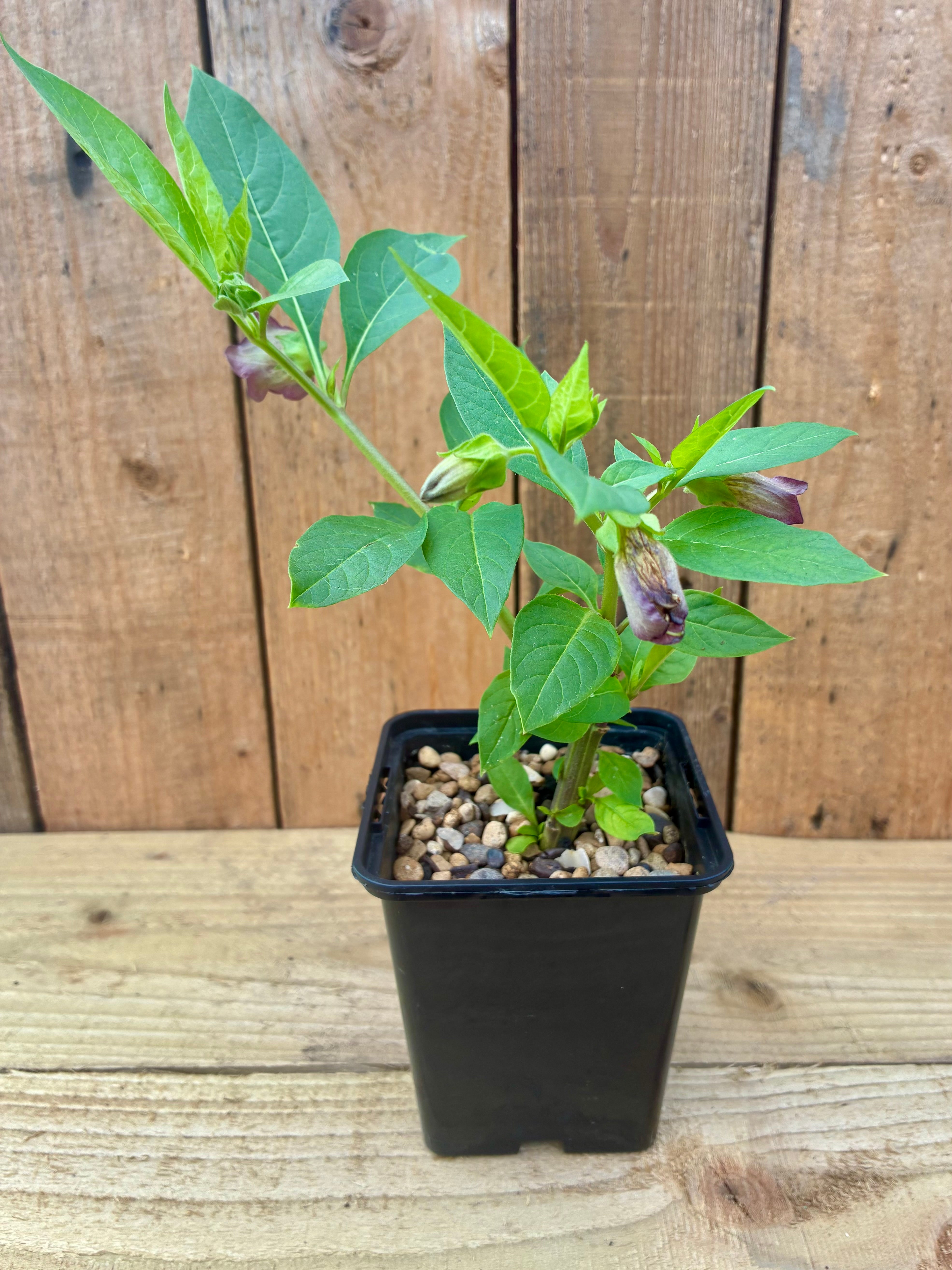 Belladonna – Legendary Nightshade of Folklore