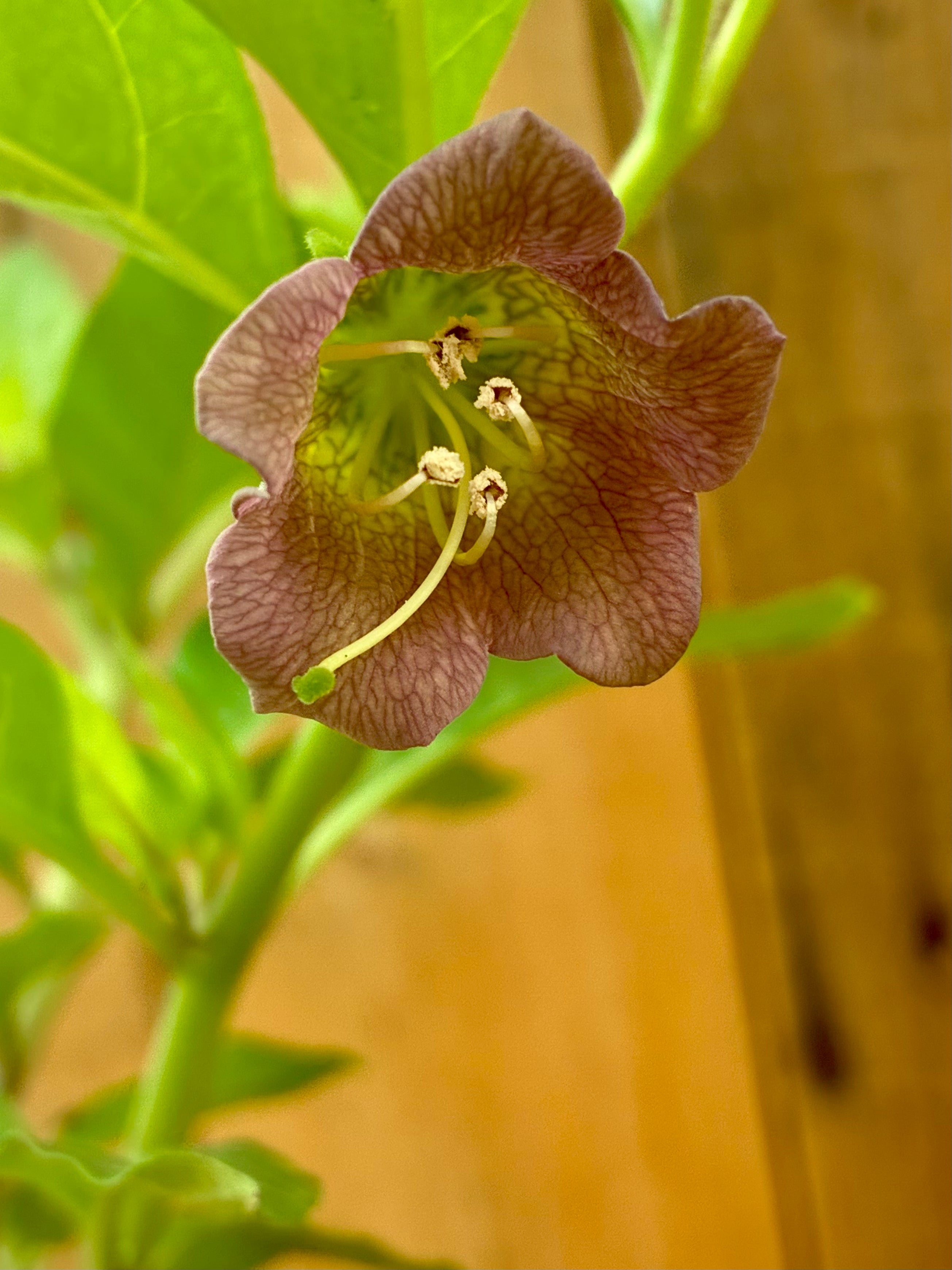 Belladonna – Legendary Nightshade of Folklore