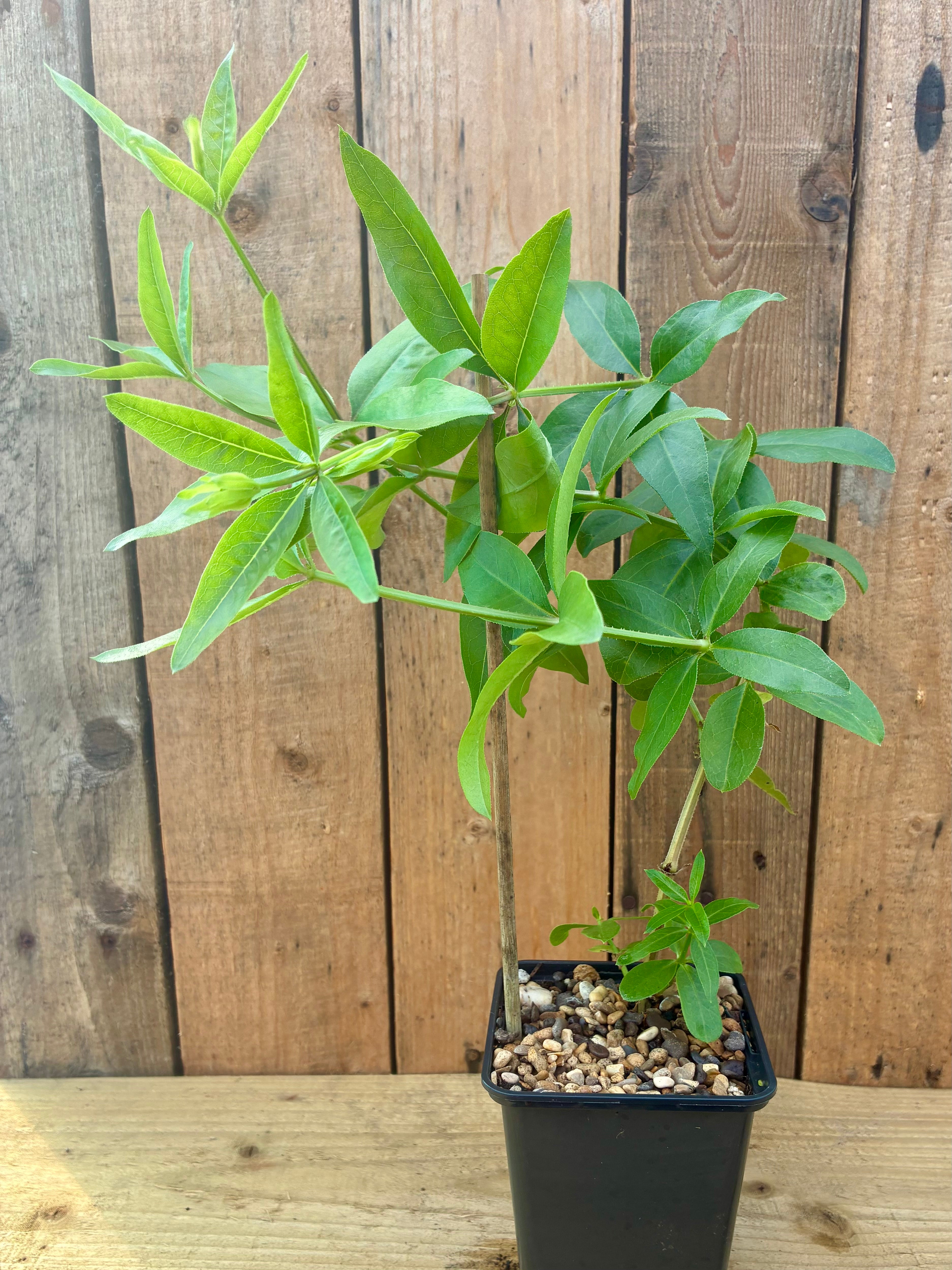 Madder – Traditional Red Dye Plant
