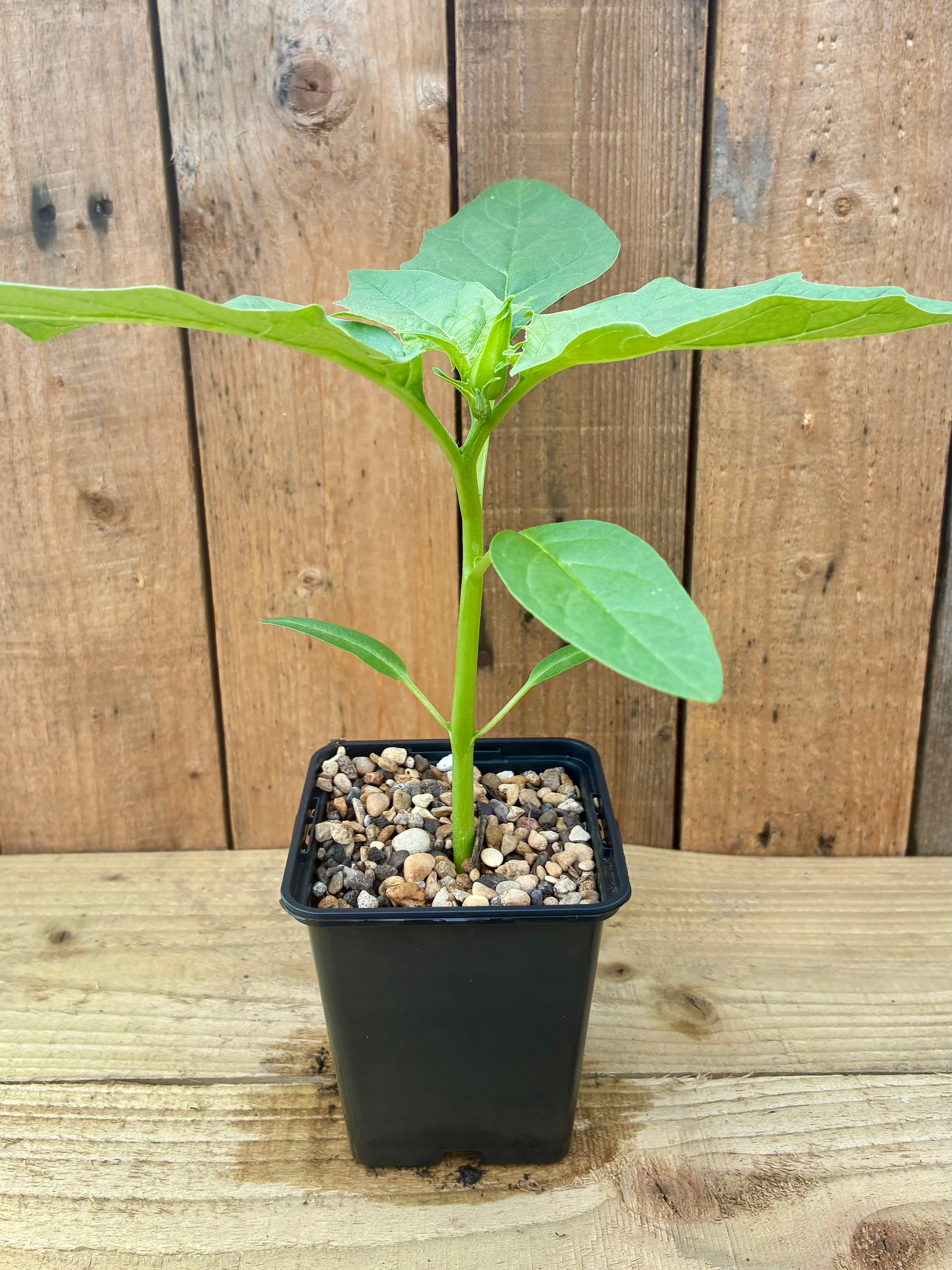 Datura Innoxia – Night Scented Moonflower