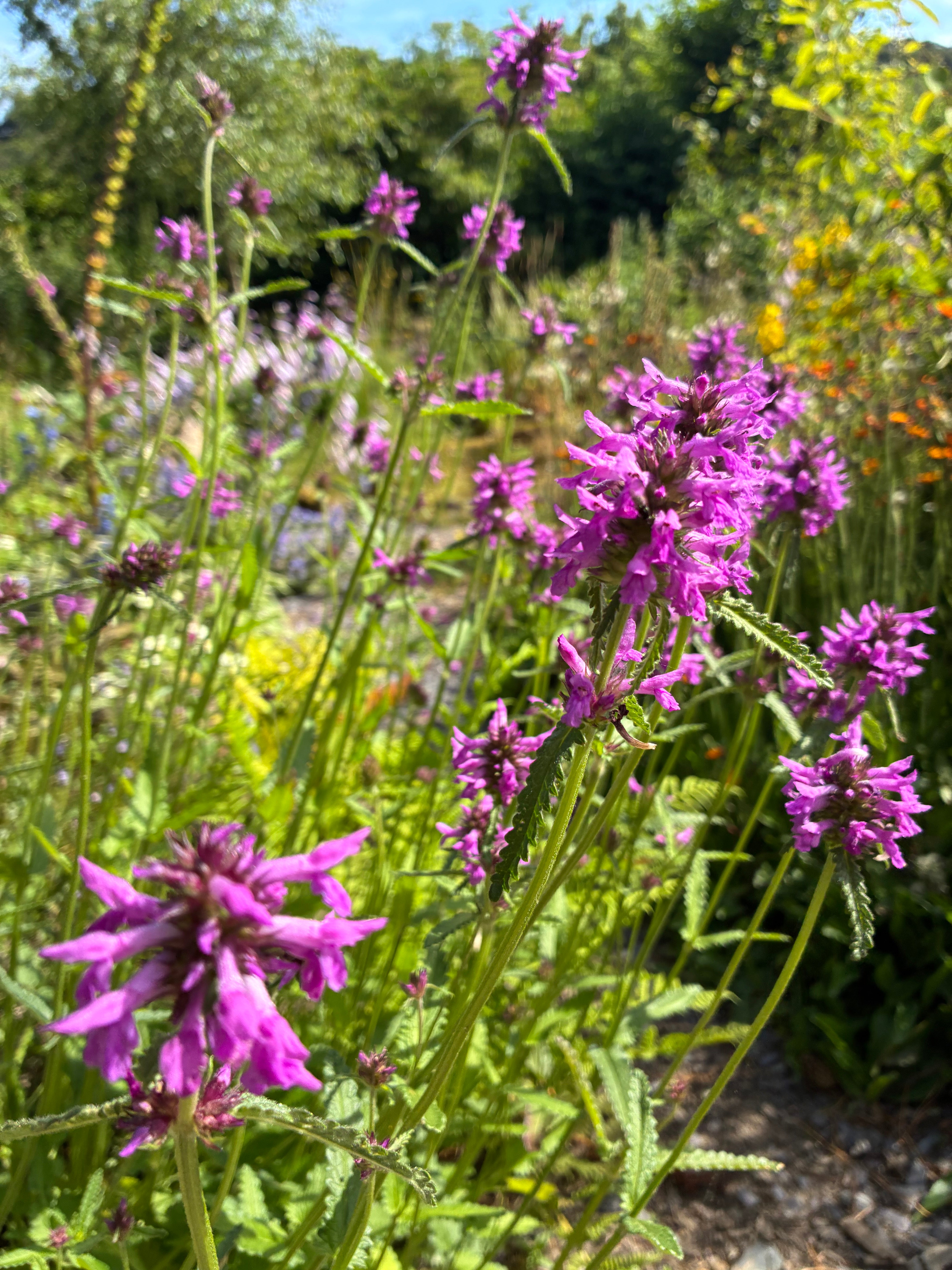 Betony – Bee Friendly Native Wildflower
