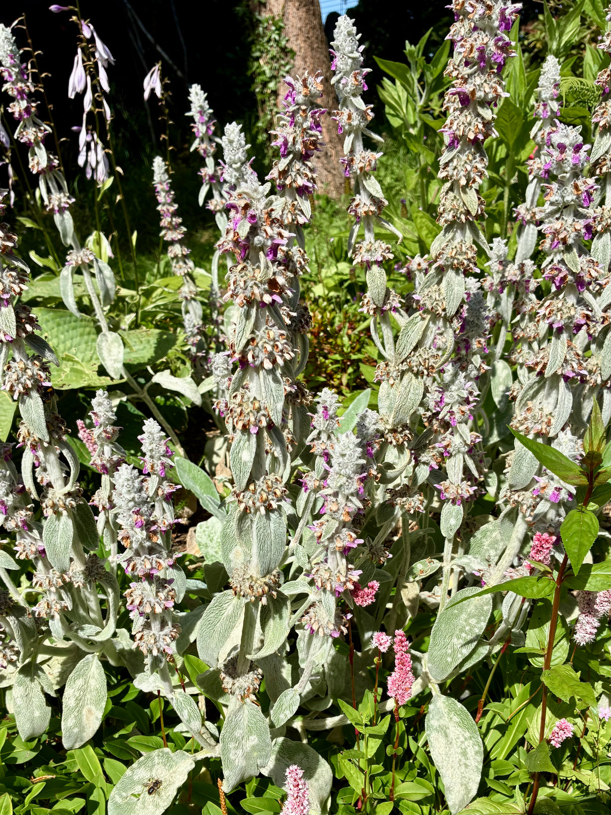 Lamb’s Ears – Silvery Foliage for Cottage Gardens