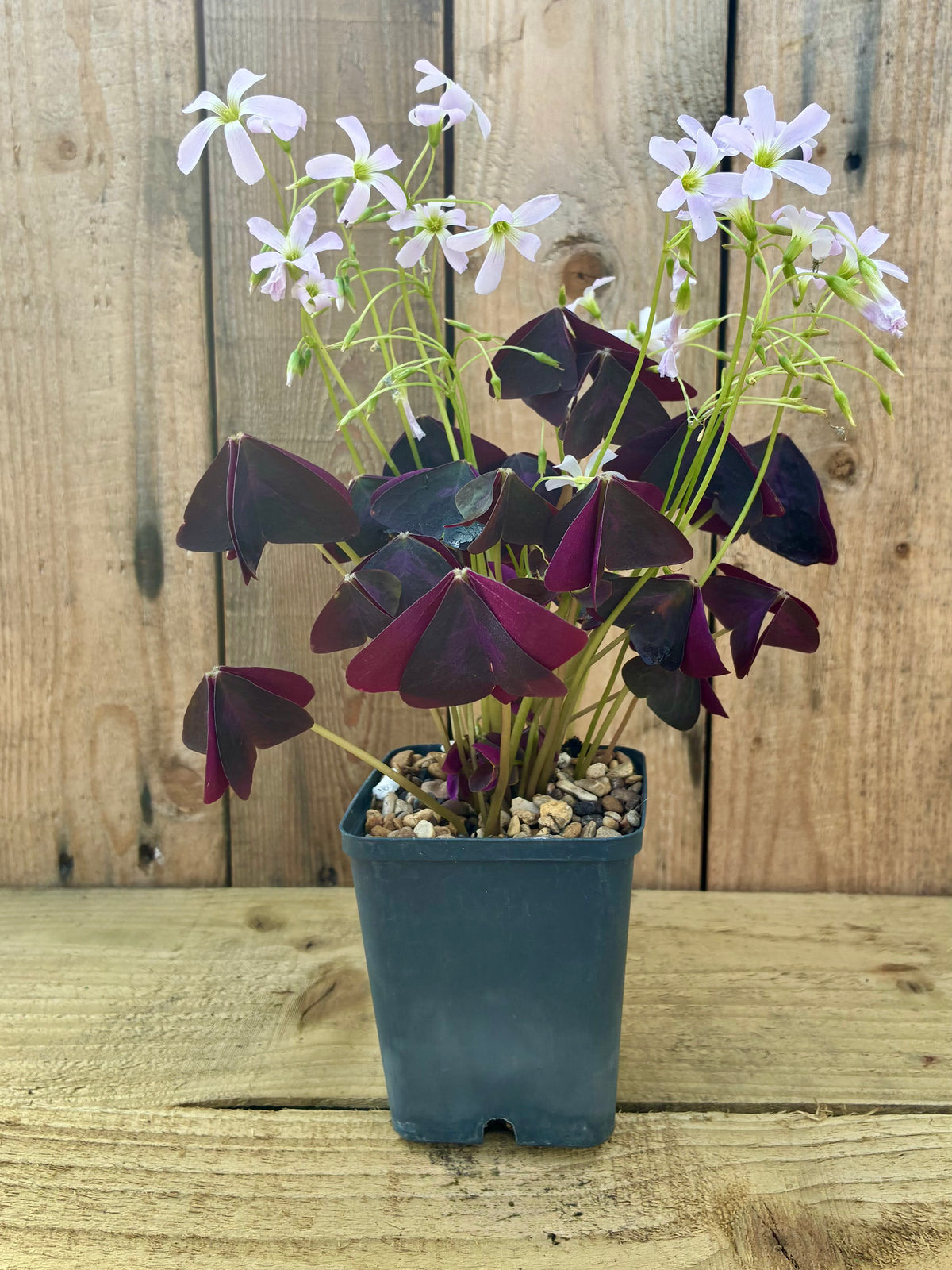 False Shamrock – Light Responsive Purple Houseplant