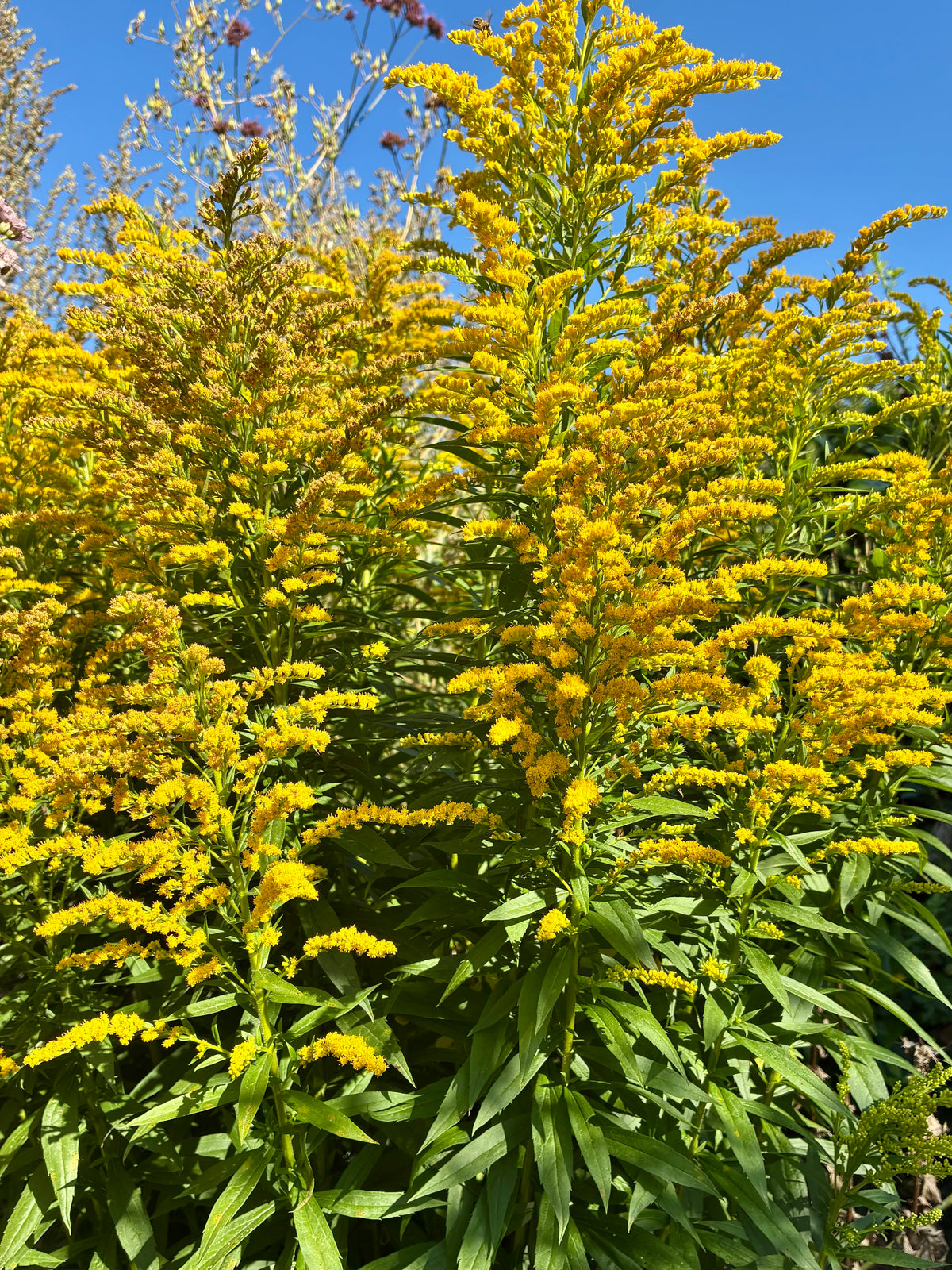 Goldenrod – Bright Meadow Herb of Healing & Abundance