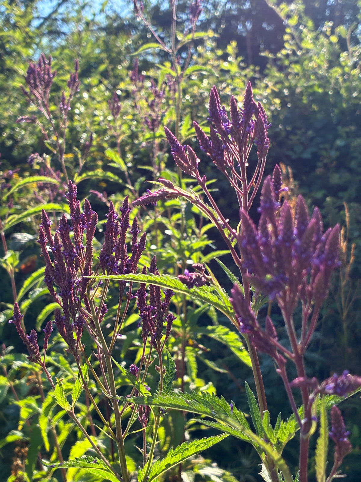 Blue Vervain – Sacred Herb for Calm & Clarity
