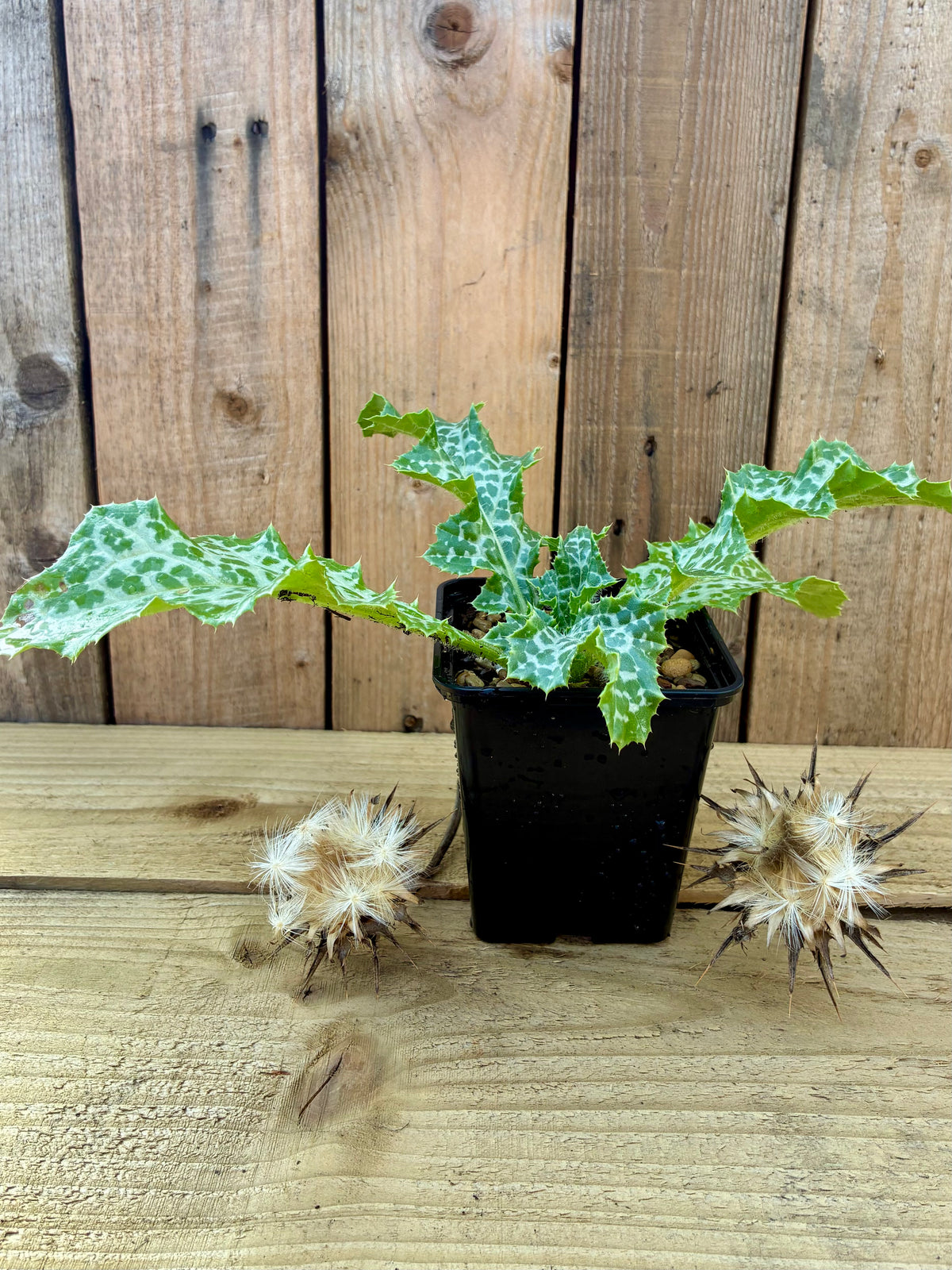 Milk Thistle – Traditional Spiny Biennial of the Apothecary