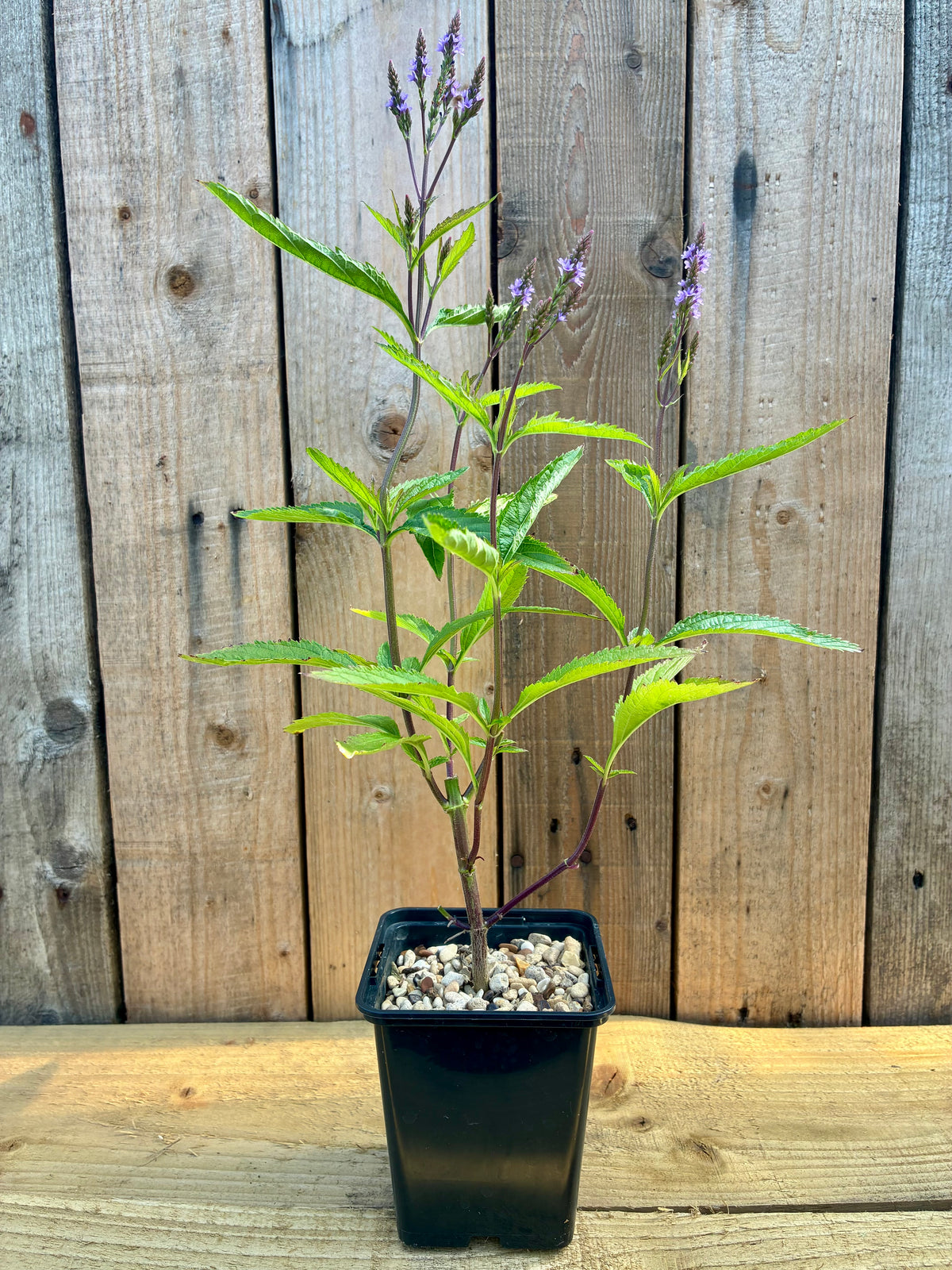 Blue Vervain – Sacred Herb for Calm & Clarity