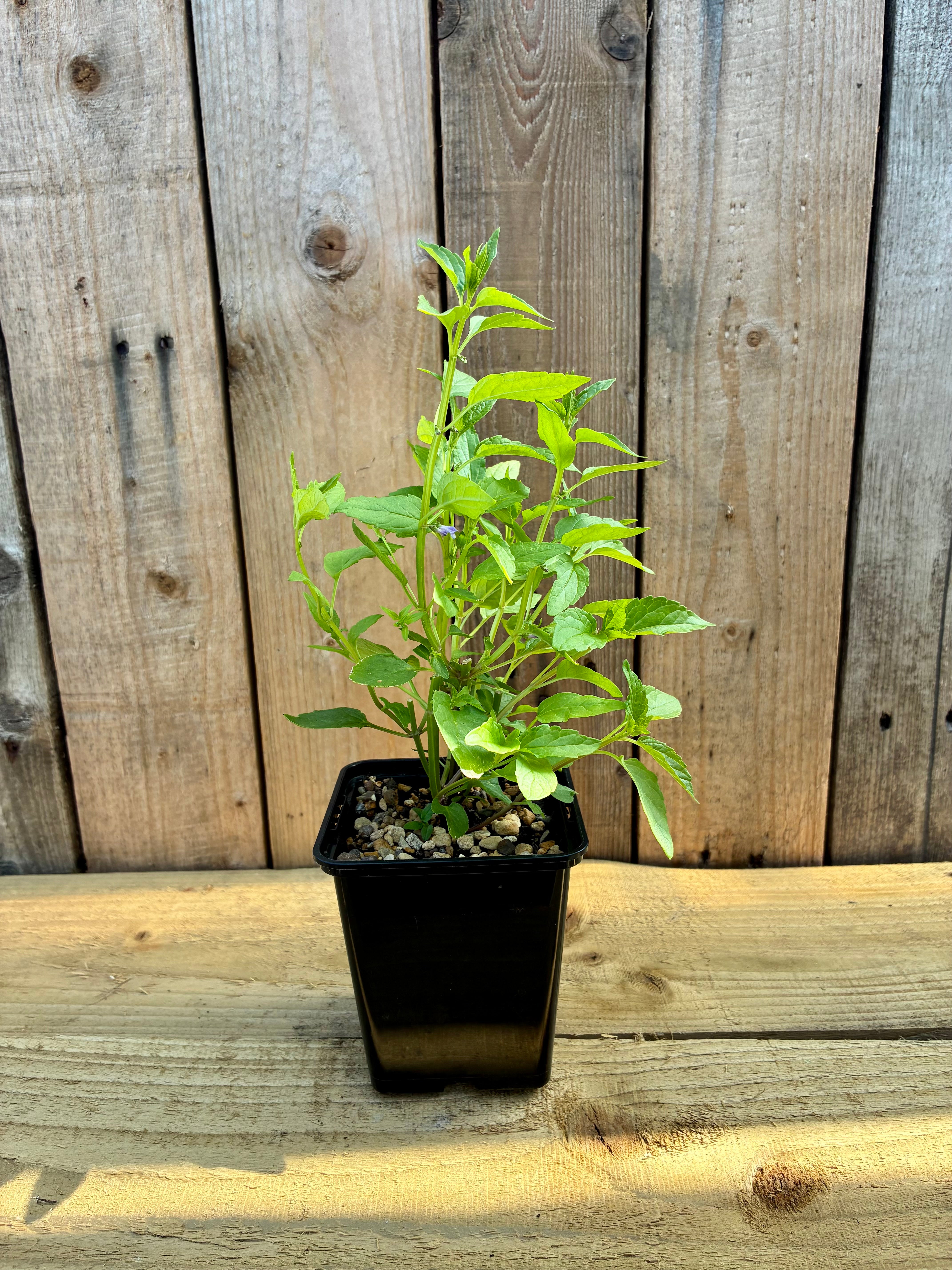 Skullcap – Nervine & Calming Herb