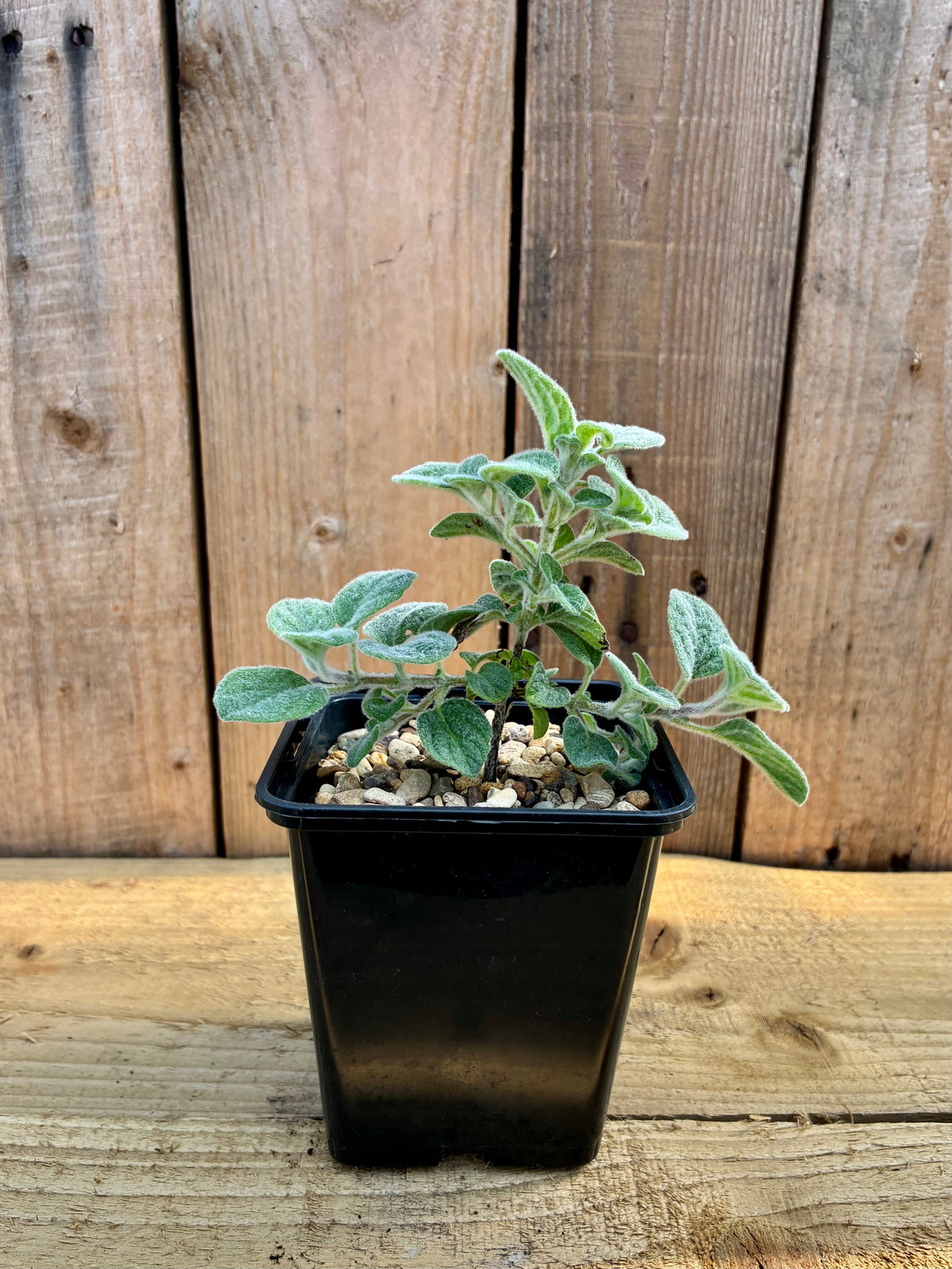 Dittany of Crete – Rare Mediterranean Herb for Healing & Magic