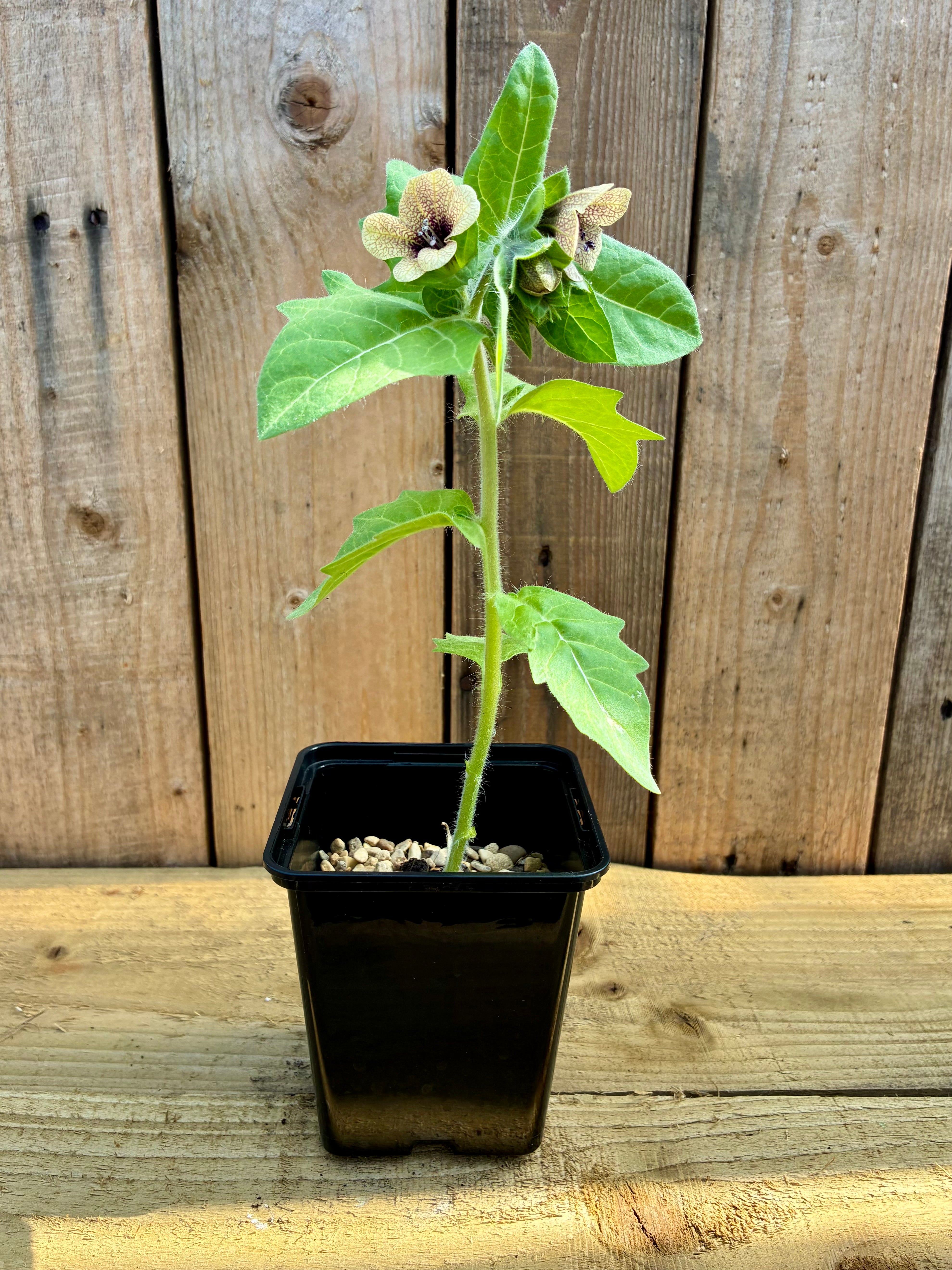 Black Henbane – A Liminal Plant of Forgetting & Ritual